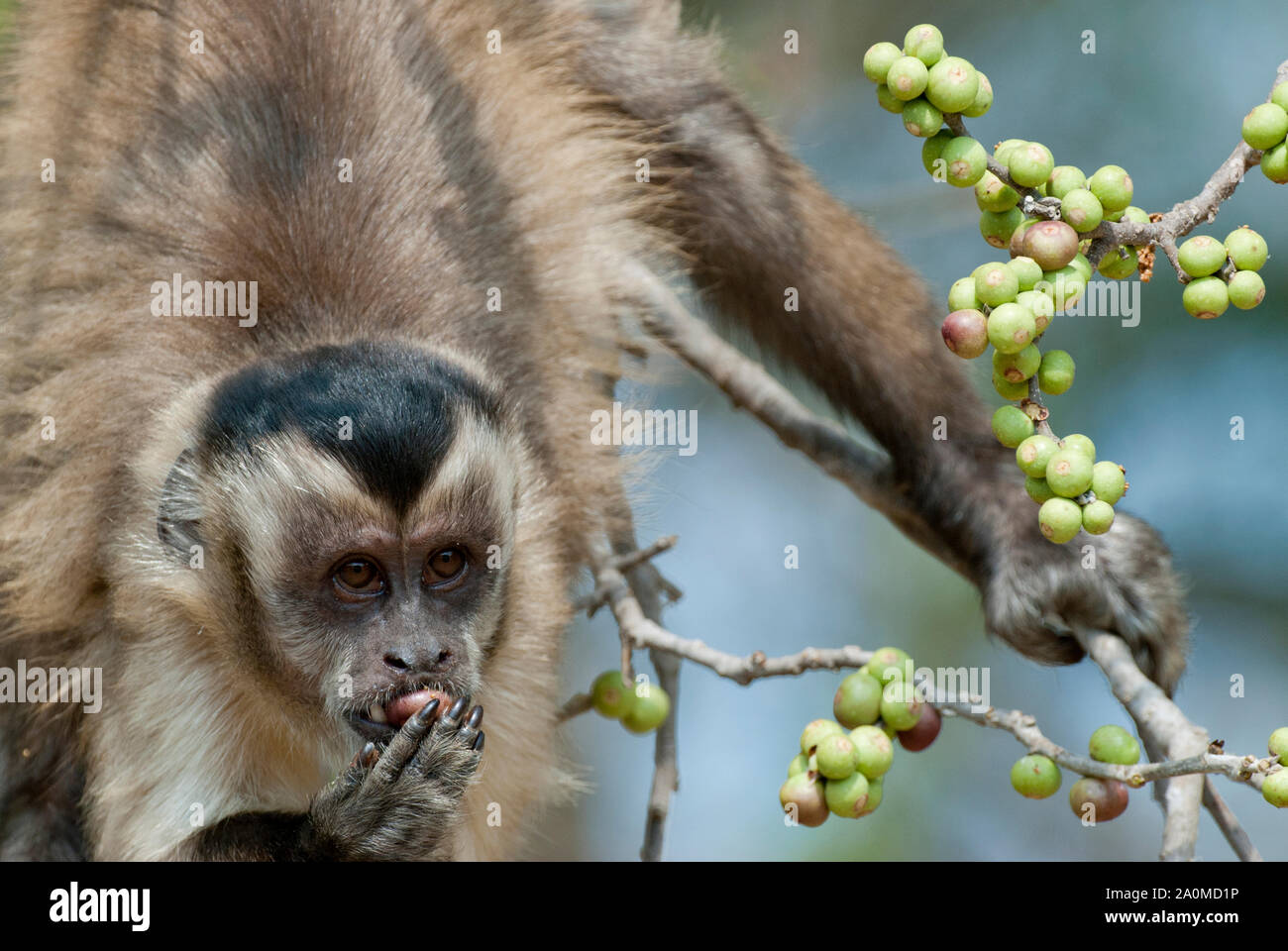 Black-striped (aka bearded) capuchin (Sapajus libidinosus) feeding on figs (Ficus sp.) in the Pantanal wetland, Brazil Stock Photo