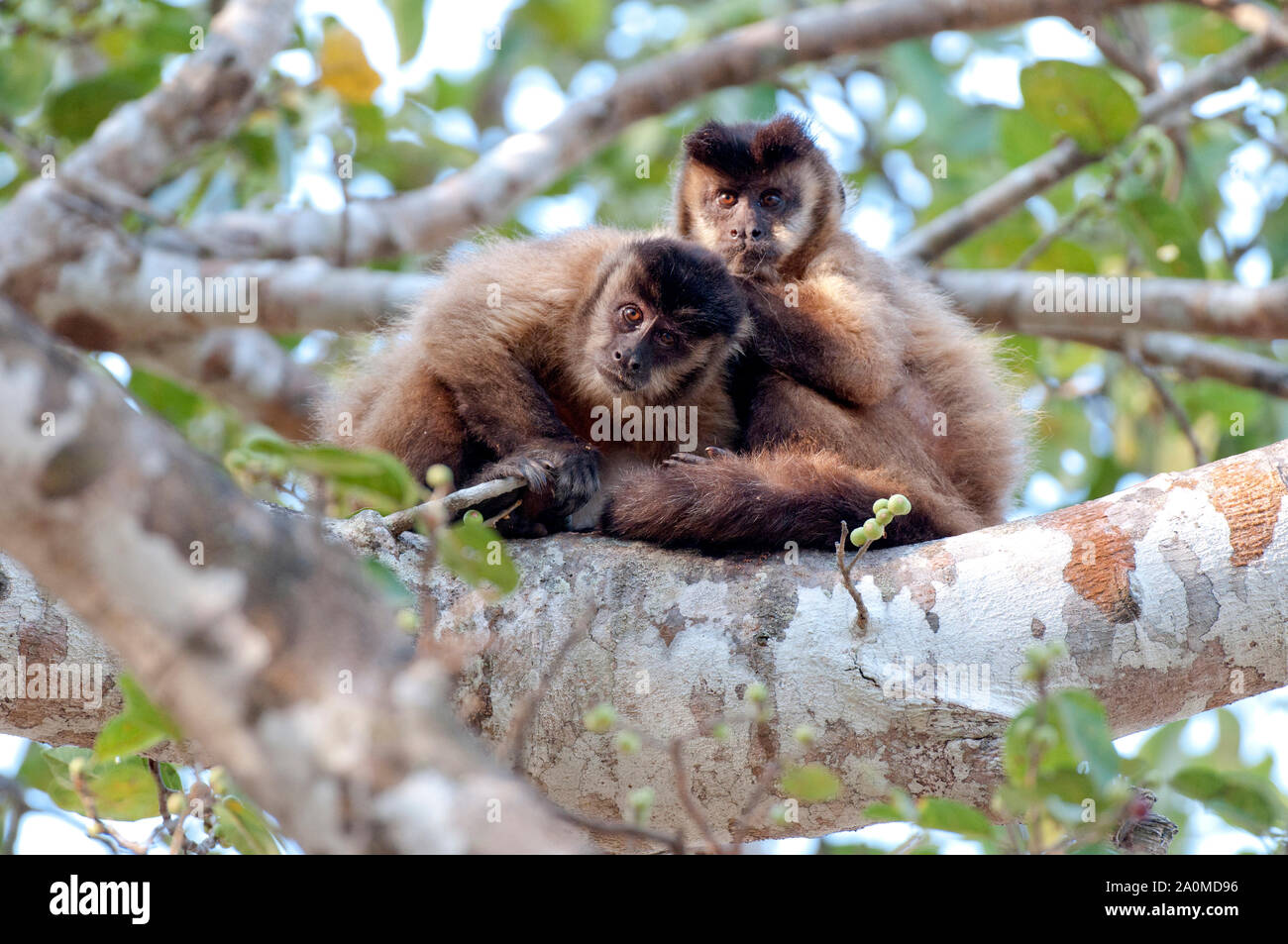 black-striped capuchin monkeys (Sapajus libidinosus), engaged in social grooming (allogrooming) in the Pantanal, Brazil Stock Photo