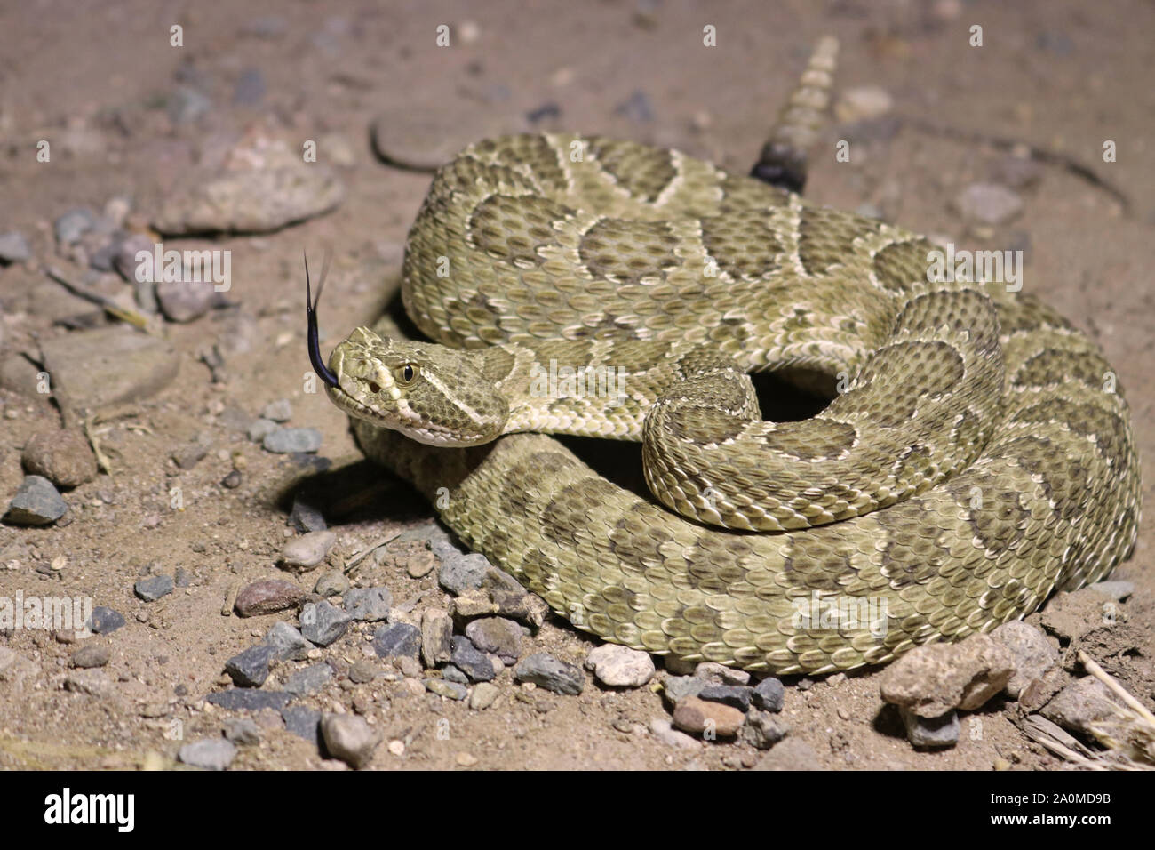 Prairie Rattlesnake (Crotalus viridis) Stock Photo