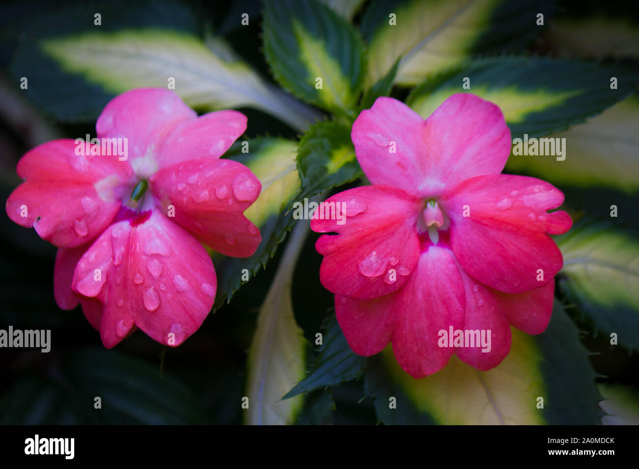 Two Pink impatiens flowers with water droplets on petals. Sub-species of the Balsaminaceae family. These flowers can occur in many different colors. Stock Photo