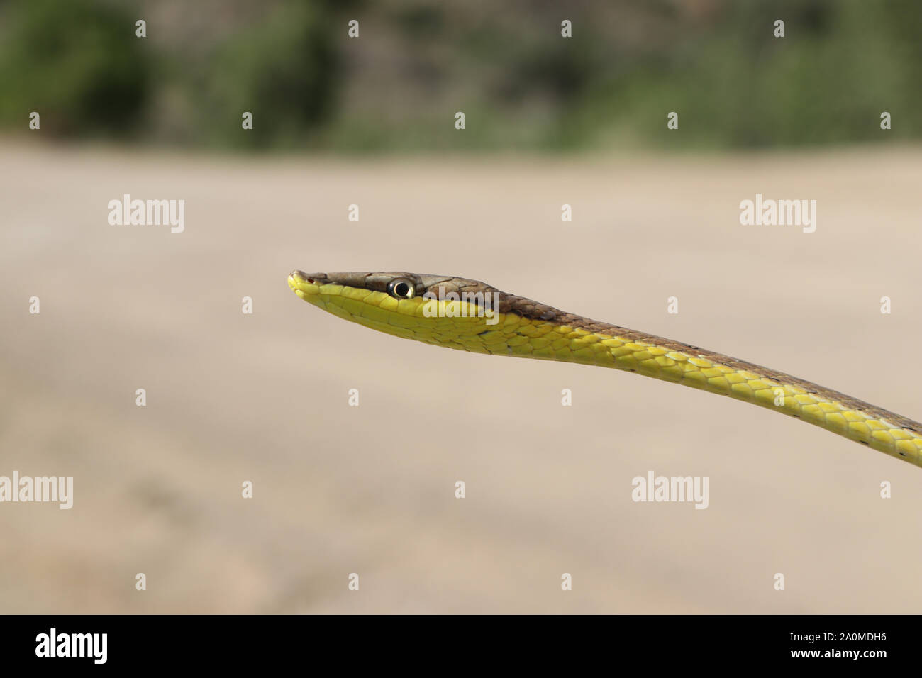 Daudin's Vine Snake (Oxybelis aeneus) Mexican Brown Vinesnake Stock Photo