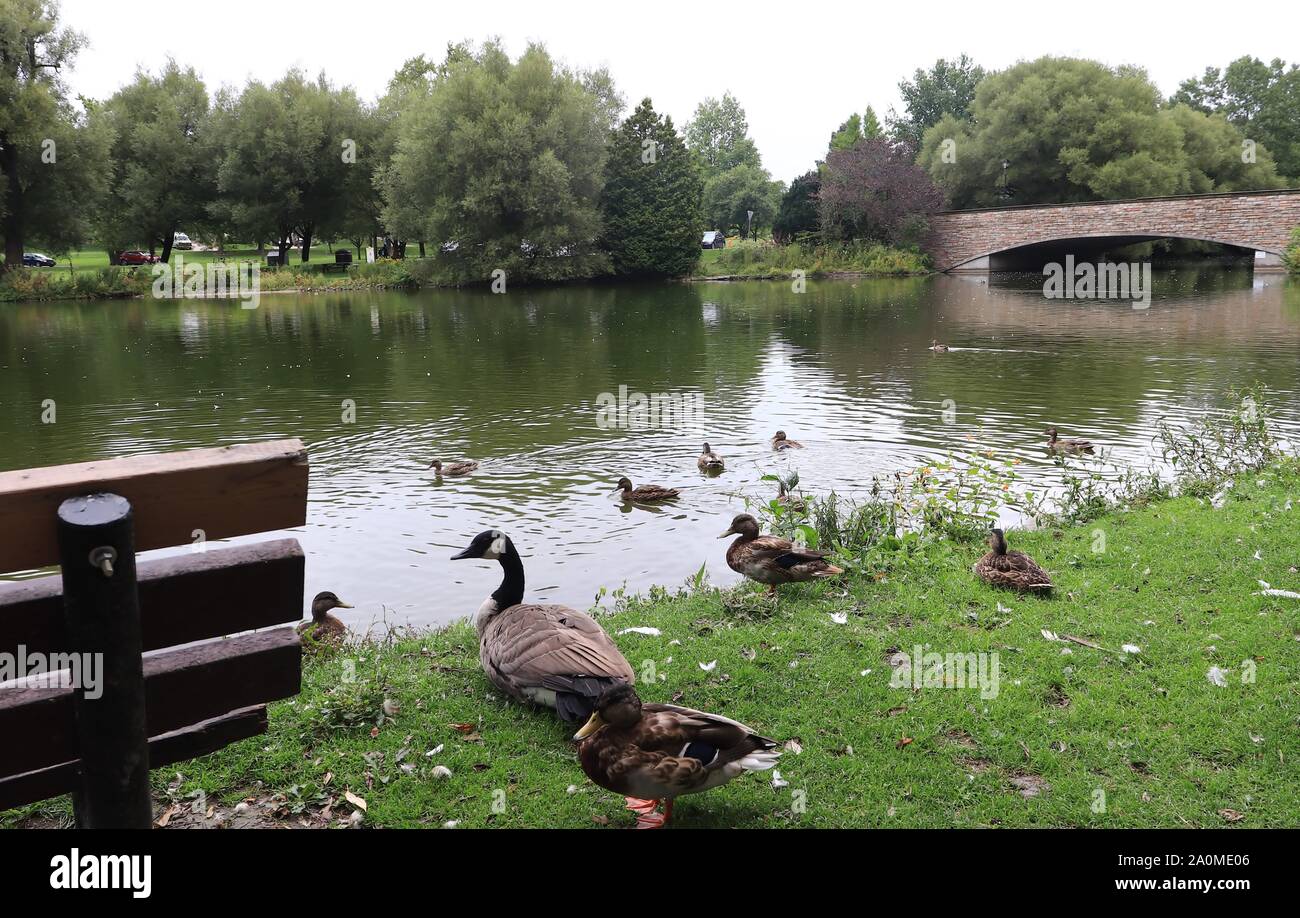 Ducks by the River Avon/Stratford/Ontario/Canada Stock Photo
