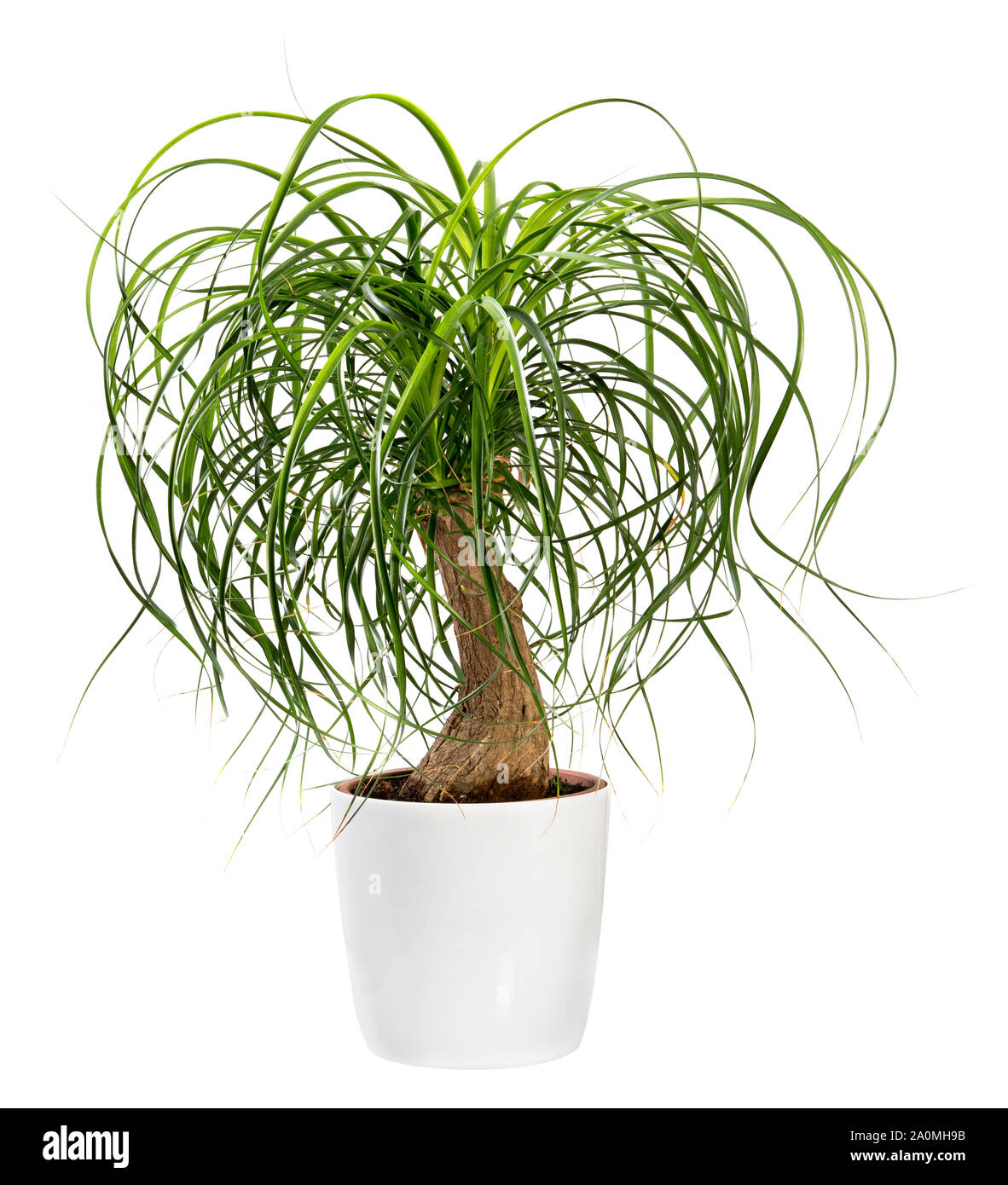 Beaucarnea recurvata or Nolina recurvata plant, otherwise called the Ponytail Palm, potted in a large white tub isolated on white Stock Photo