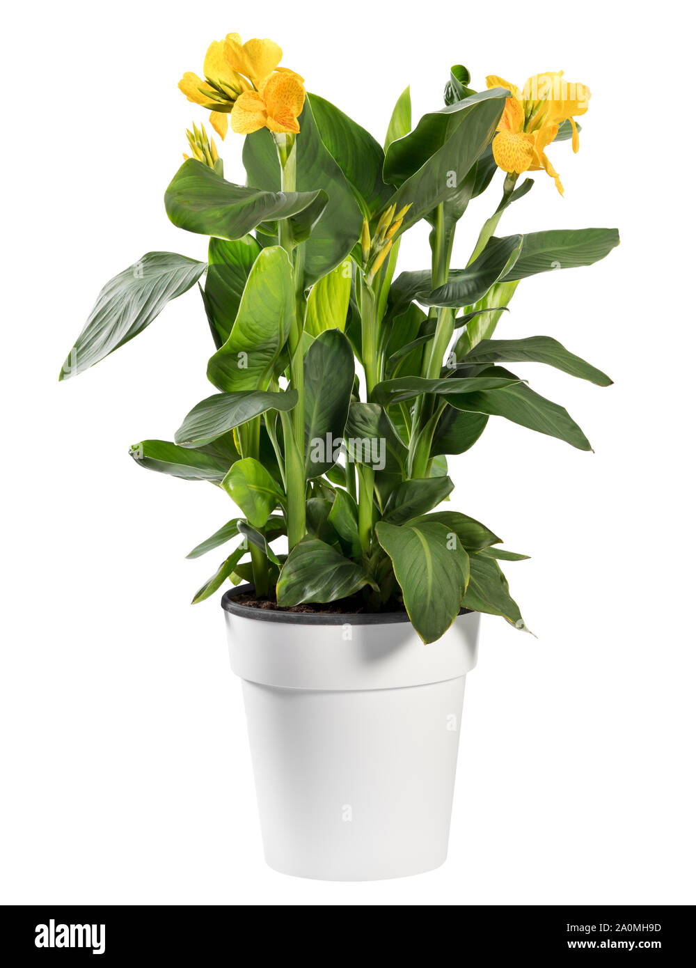 Leafy green Canna indica plant with yellow flowers, commonly known as African arrowroot, potted in a plain white flowerpot isolated on white Stock Photo