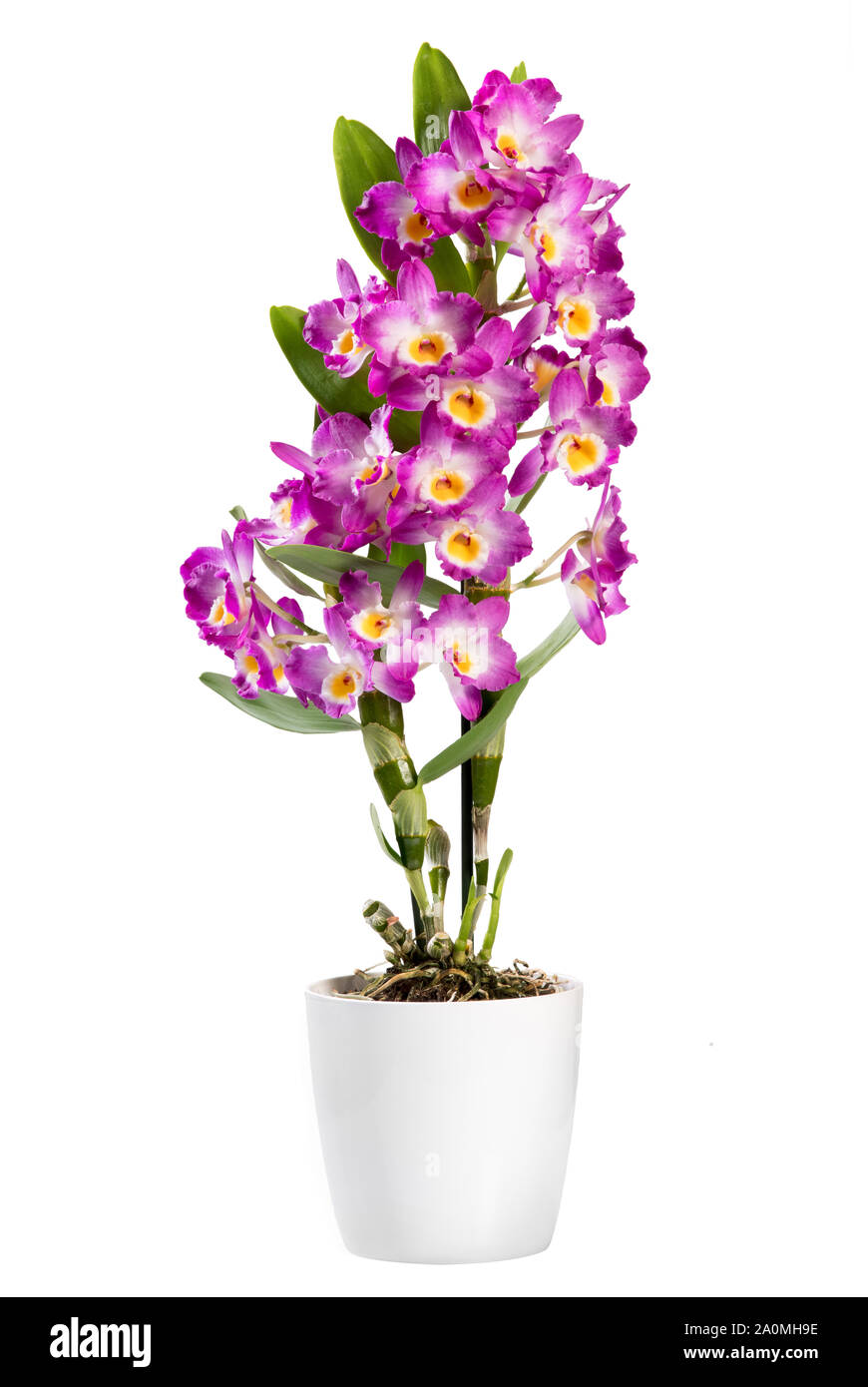 Potted Dendrobium plant isolated on white, an epiphytic orchid with sprays of colorful bright pink flowers and popular houseplant Stock Photo