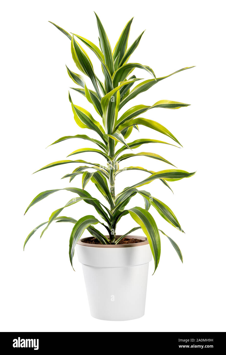 Isolated Dracaena potted plant in generic white pot, a popular houseplant with its ornamental variegated leaves Stock Photo