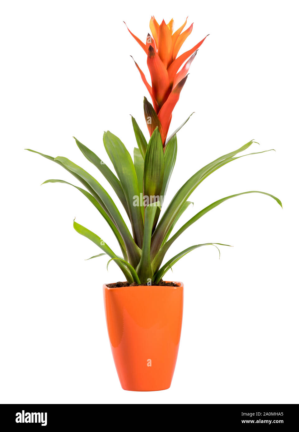 Flowering potted Guzmania plant, an epiphytic Bromeliad with a bright orange flower and popular houseplant, isolated on white Stock Photo