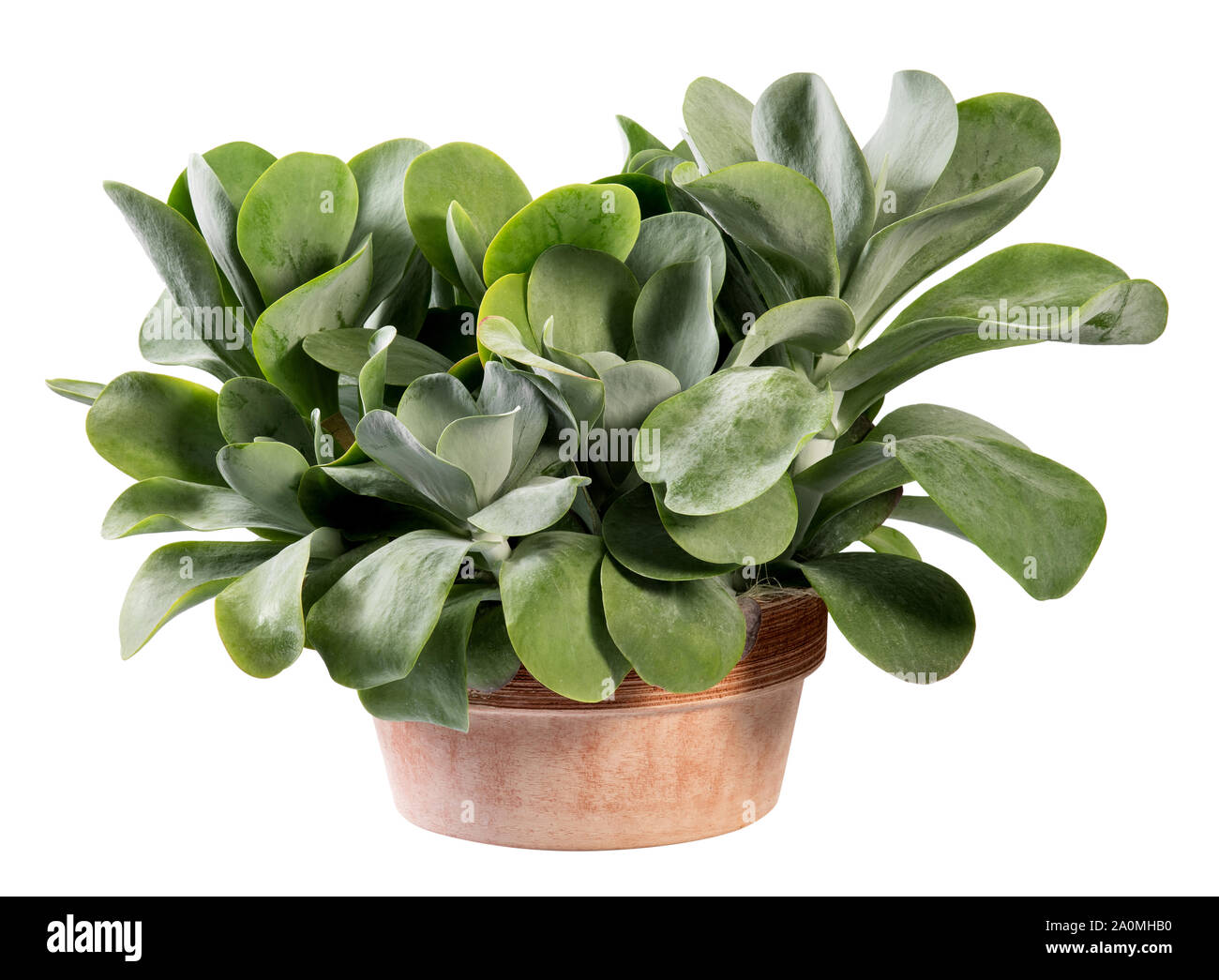Potted Kalanchoe thyrsiflora plant in terracotta pot, a flowering plant native to Southern Africa isolated on white Stock Photo