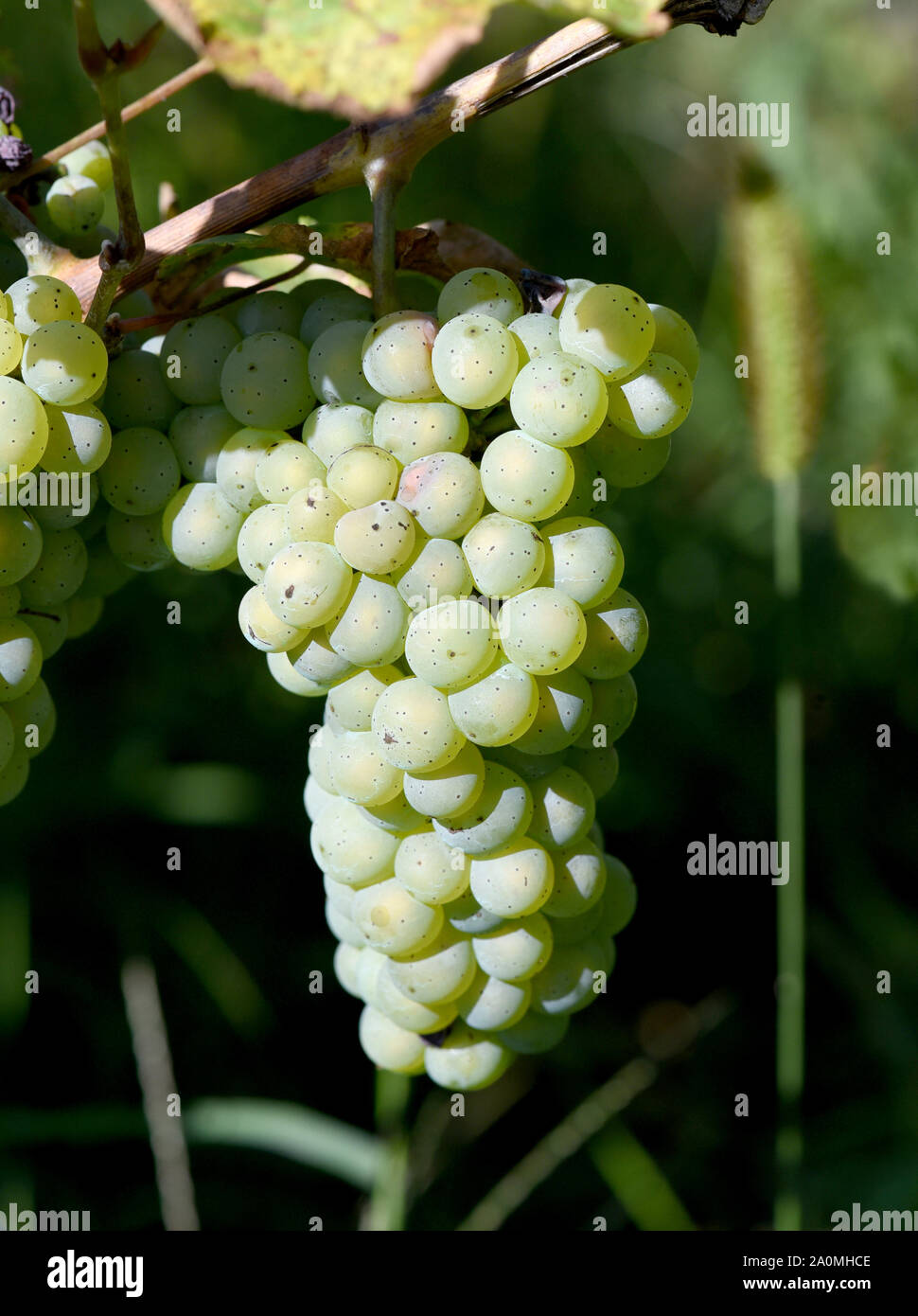 Der Eibling ist eine Weissweinsorte, die hauptsaechlich am Rhein und an der Mosel zu Wein vergoren wird. The Eibling vine is a white wine variety, whi Stock Photo