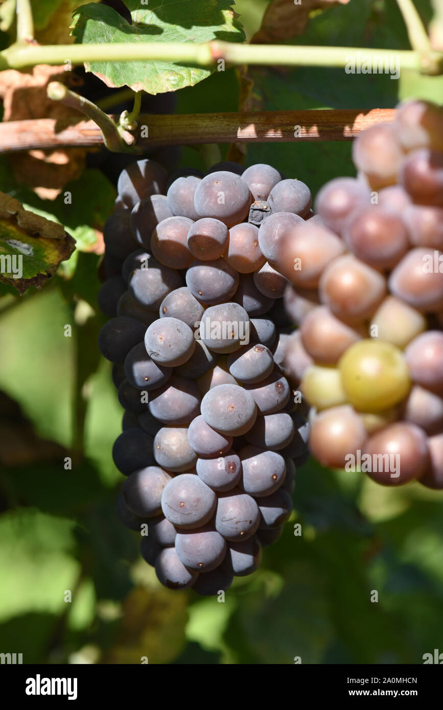 Grauburgunder, Pinot gris, auch genannt Rulaender ist eine Weissweinsorte, die hauptsaechlich am Rhein und an der Mosel zu Wein vergoren wird. The Gra Stock Photo