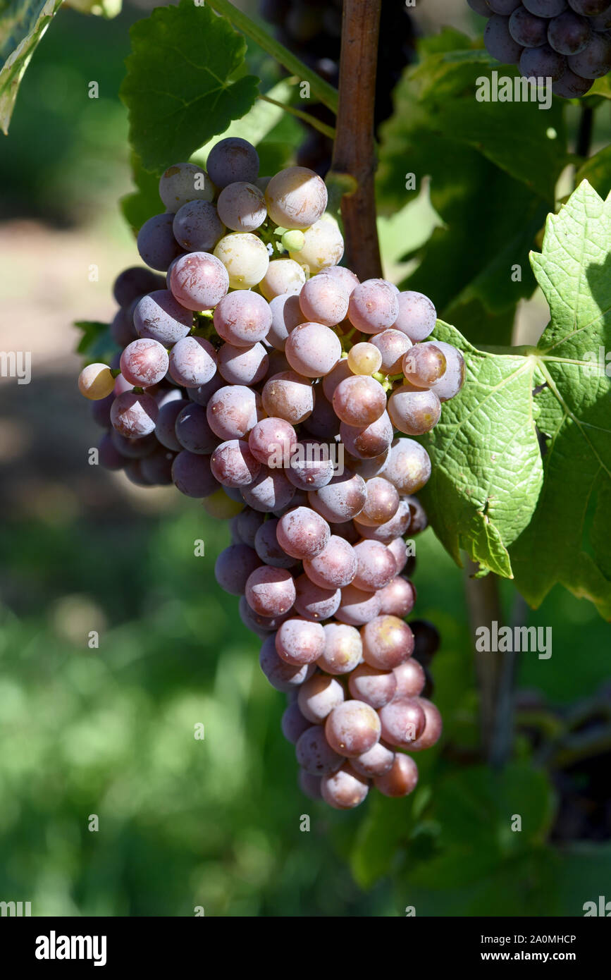 Wein am rhein hi-res stock photography and images - Alamy