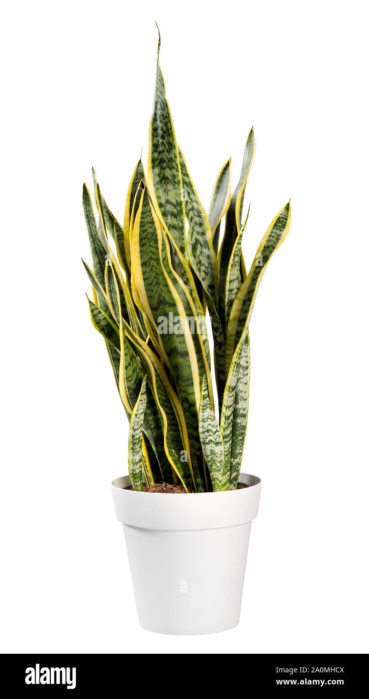Ornamental potted Sanseviera laurentii plant otherwise known as Snake Plant, St Georges Sword or Mother in laws Tongue isolated on white Stock Photo