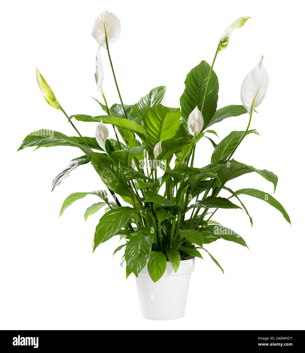 Potted Spathiphyllum plant with delicate white flowers with ornamental spathes also known as the Peace lily isolated over white background Stock Photo