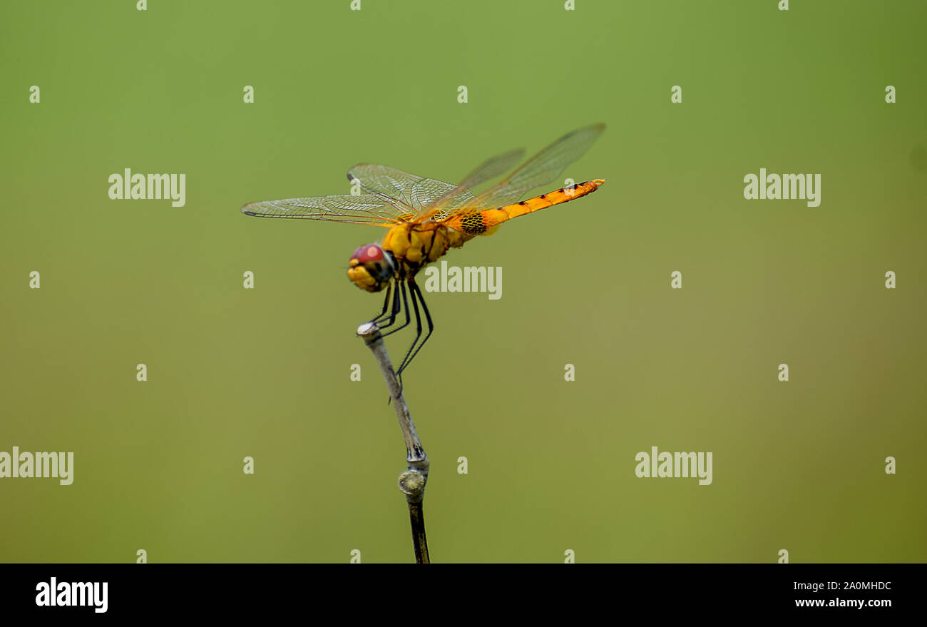 Dragonfly sitting on a stick Stock Photo - Alamy
