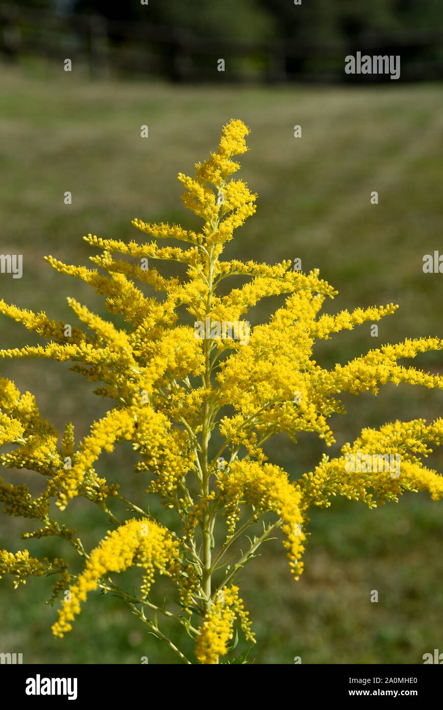 Kanadische Goldrute, Solidago canadensis, ist eine Heilpflanze mit schoenen gelben Blueten. Canadian Goldenrod, Solidago canadensis, is a medicinal pl Stock Photo