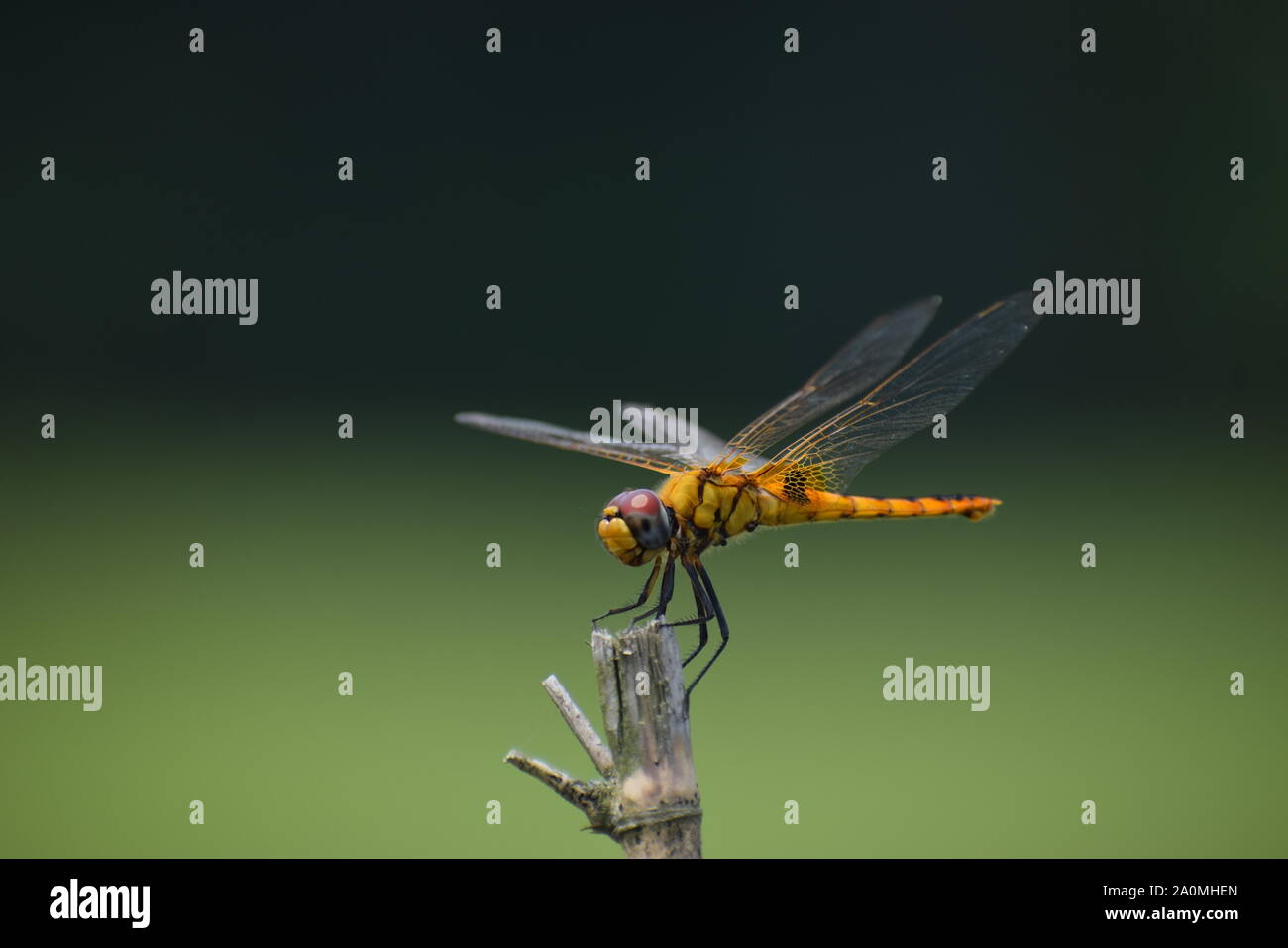 Dragonfly sitting on a stick Stock Photo - Alamy