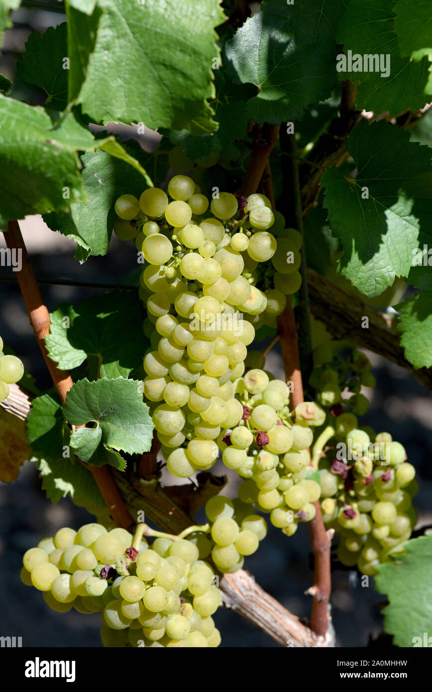 Der Muskateller ist eine Weissweinsorte, die hauptsaechlich am Rhein und an der Mosel zu Wein vergoren wird. The Muskateller vine is a white wine vari Stock Photo