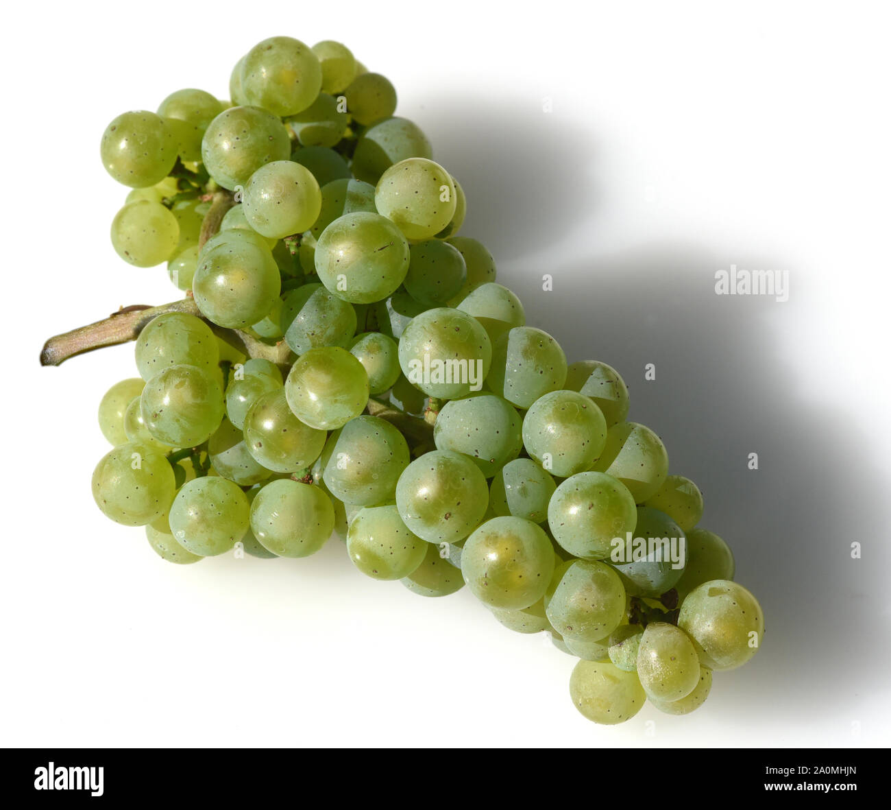 Die Rieslingrebe ist eine Weissweinsorte, die hauptsaechlich am Rhein und an der Mosel zu Wein vergoren wird. The Riesling vine is a white wine variet Stock Photo