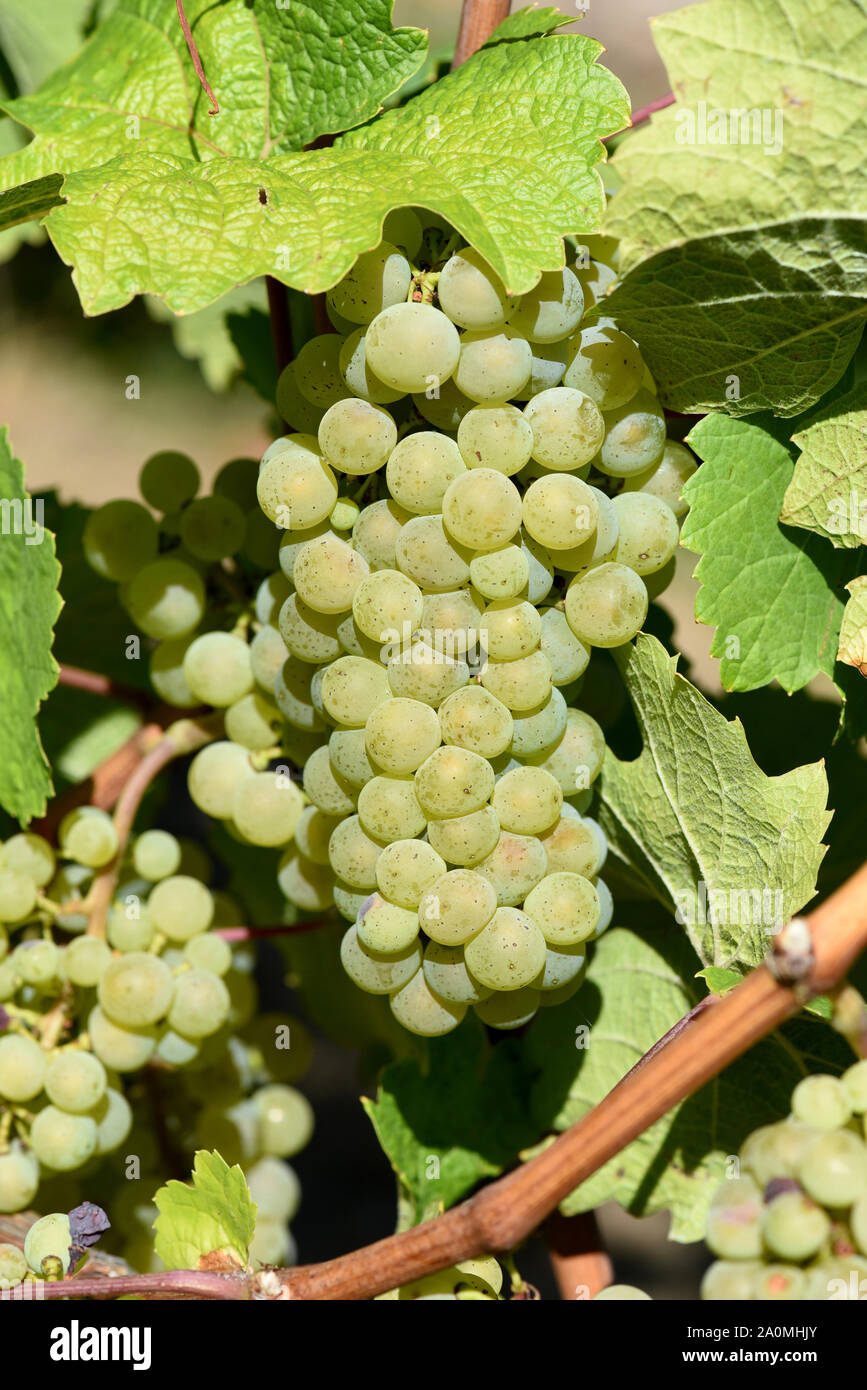 Die Rieslingrebe ist eine Weissweinsorte, die hauptsaechlich am Rhein und an der Mosel zu Wein vergoren wird. The Riesling vine is a white wine variet Stock Photo