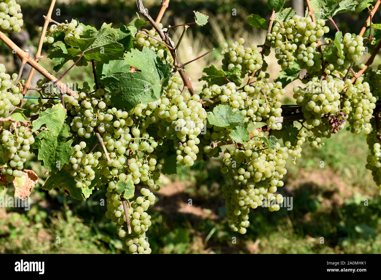 Die Rieslingrebe ist eine Weissweinsorte, die hauptsaechlich am Rhein und an der Mosel zu Wein vergoren wird. The Riesling vine is a white wine variet Stock Photo