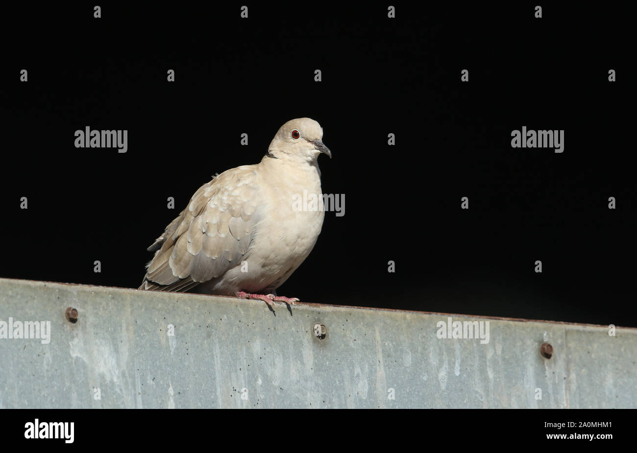 A pretty Collared Dove, Streptopelia decaocto, perching on a barn door