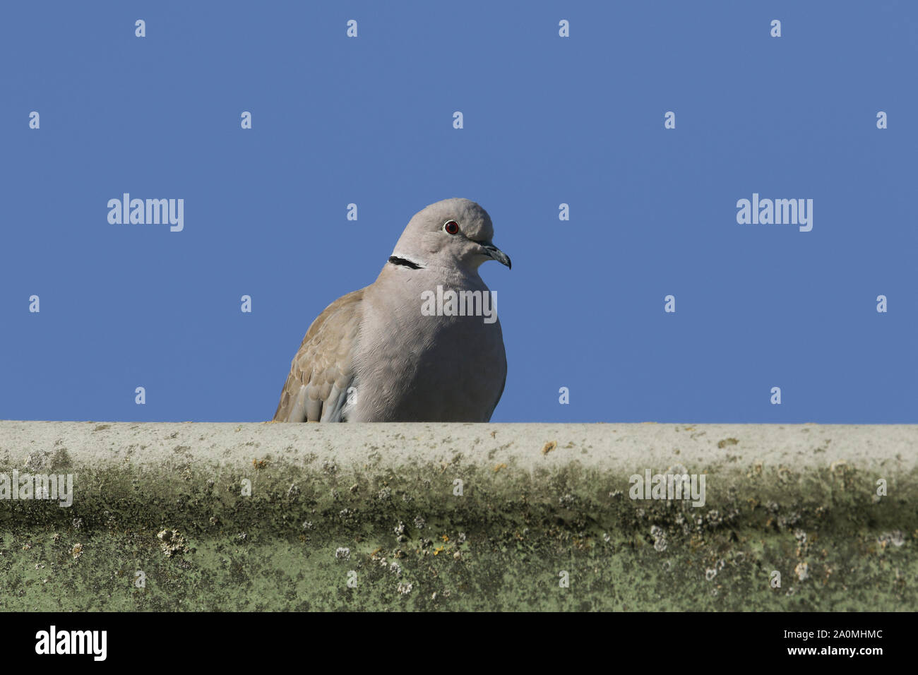A pretty Collared Dove, Streptopelia decaocto, perching on the roof of