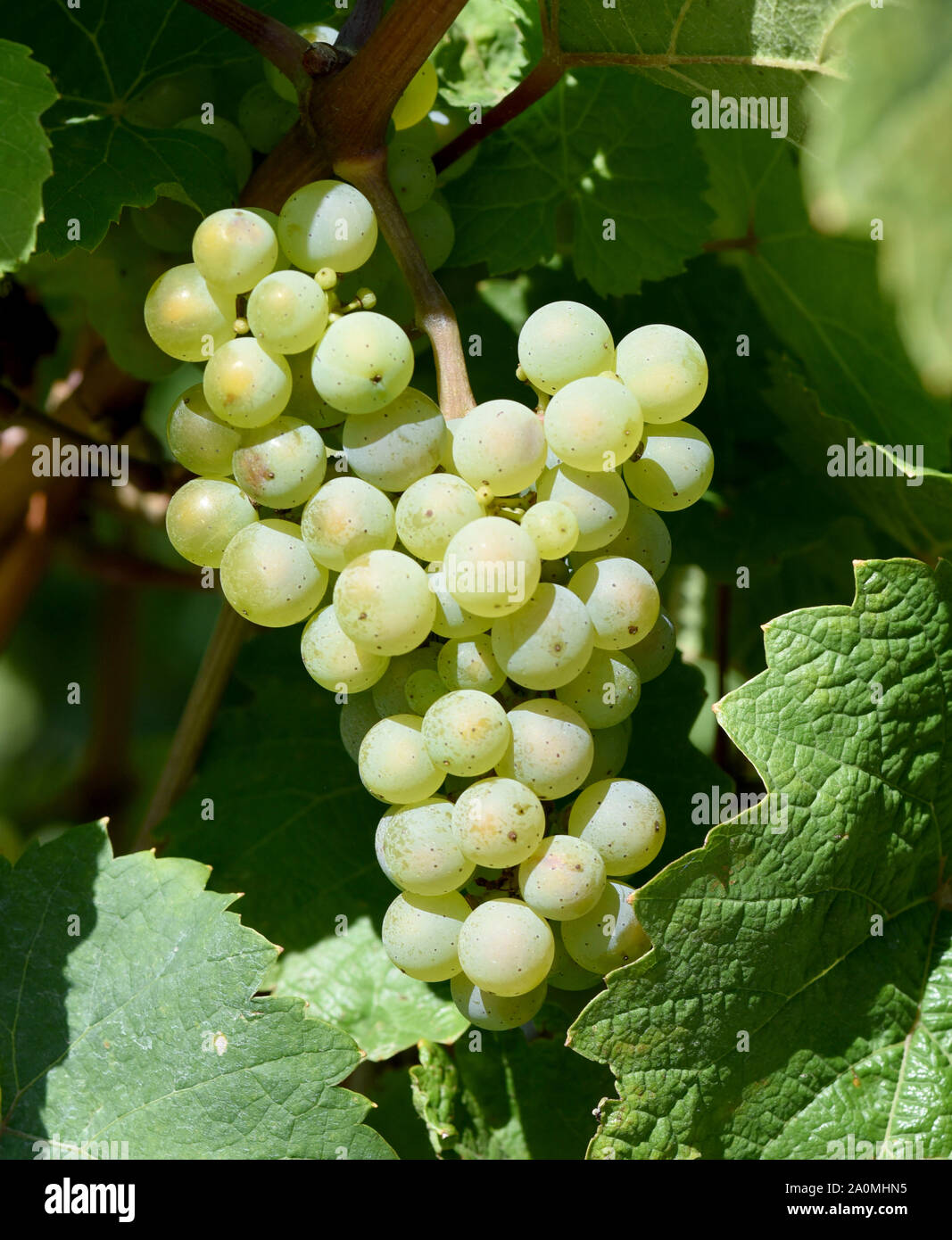 Die Scheurebe ist eine Weissweinsorte, die hauptsaechlich am Rhein und an der Mosel zu Wein vergoren wird. The Scheurebe vine is a white wine variety, Stock Photo