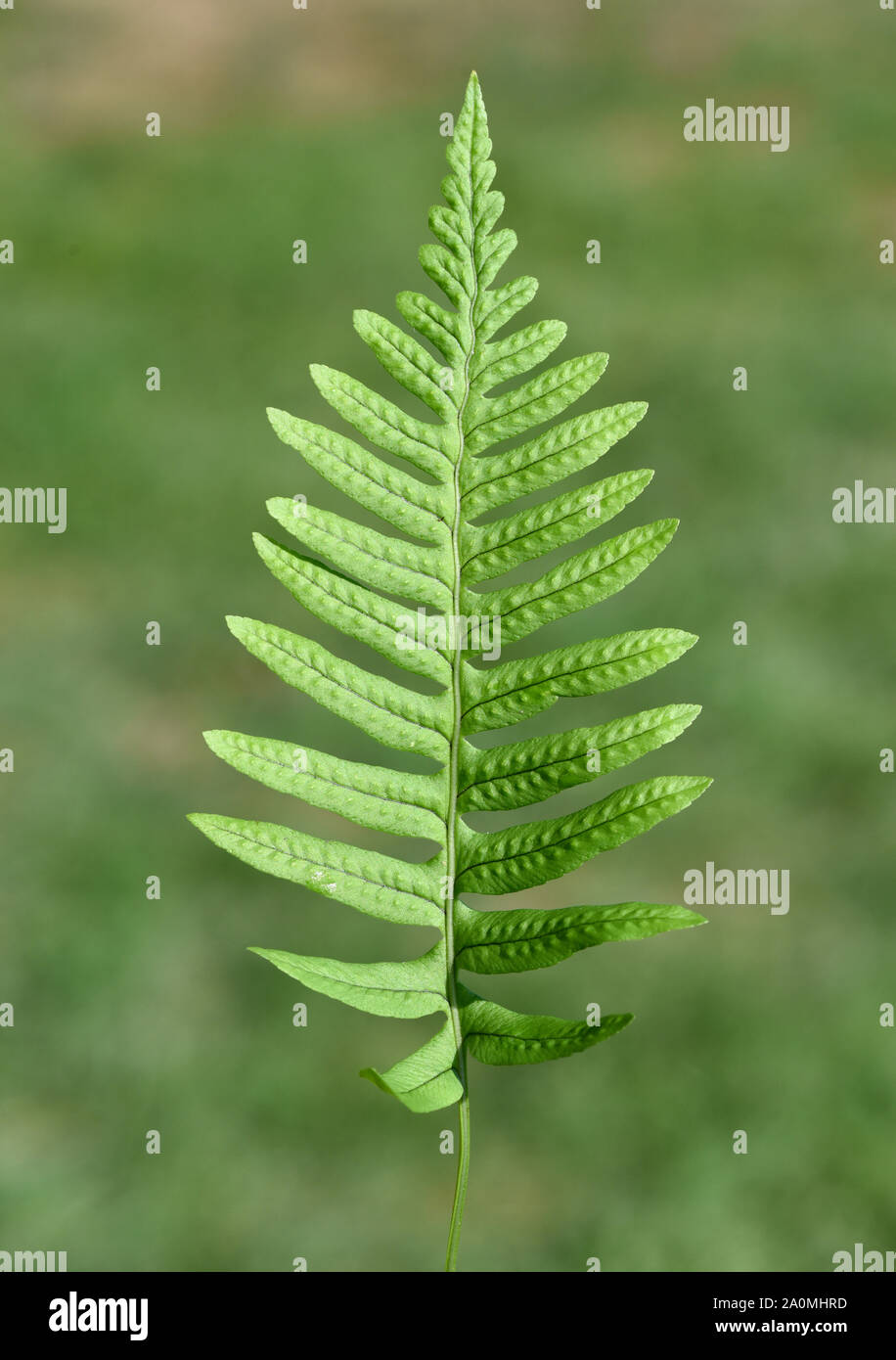 Tuepfelfarn, Polypodium vulgare, ist eine Wild- und Waldpflanze. Meadow fern, Polypodium vulgare, is a wild and forest plant. Stock Photo