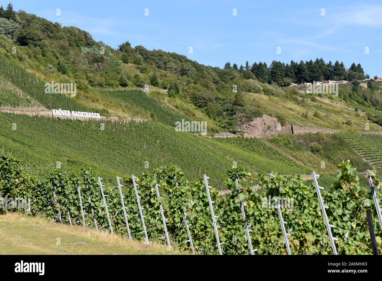 Der Weinberg Kroever Nacktarsch ist eine Wein Grosslage an der Mosel. The vineyard Kroever Nacktarsch is a large vineyard on the Moselle. Stock Photo
