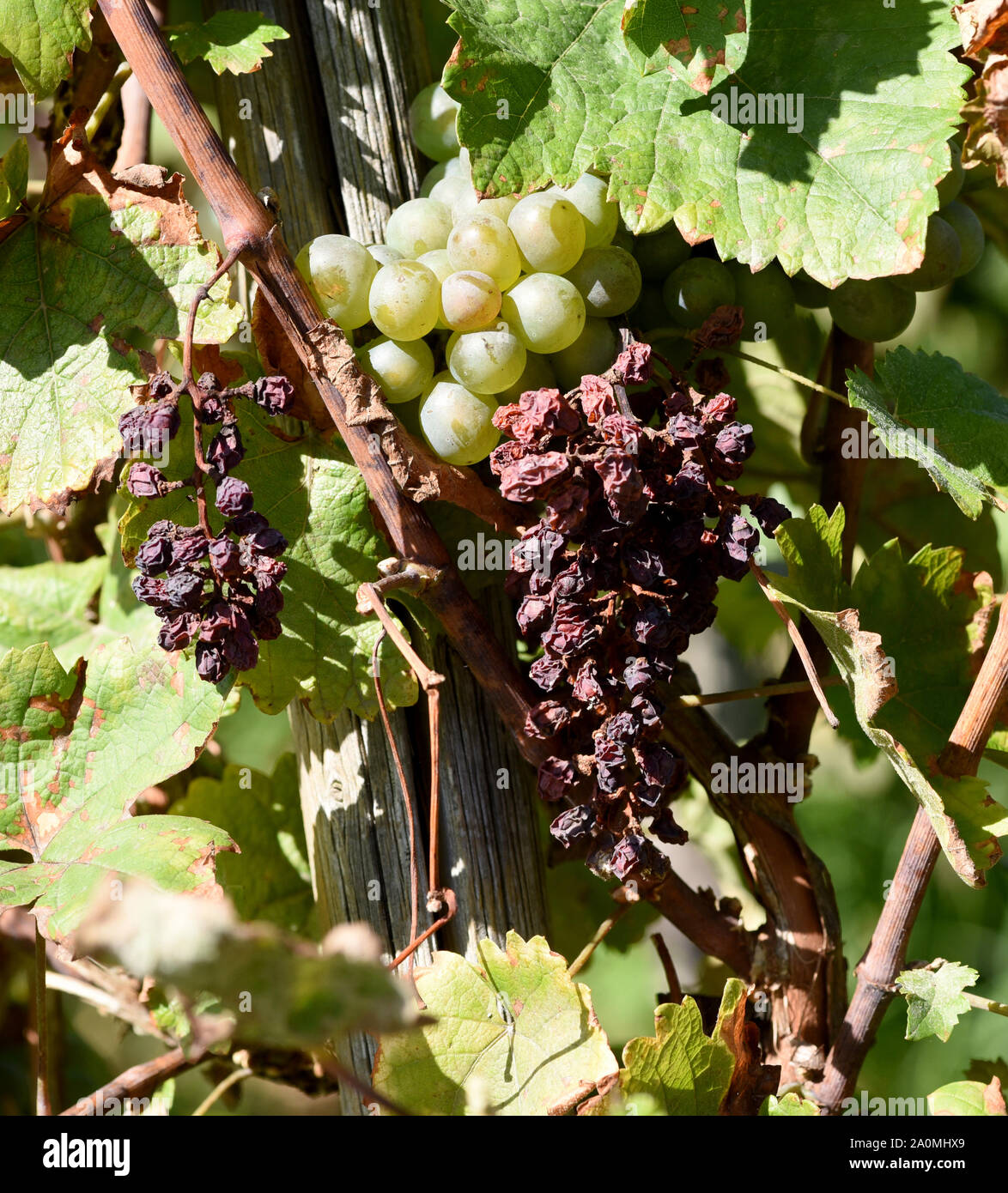 Durch grosse Hitze vetrocknete Weintrauben am Rebenstock. By high heat dried grapes on the vine stock. Stock Photo