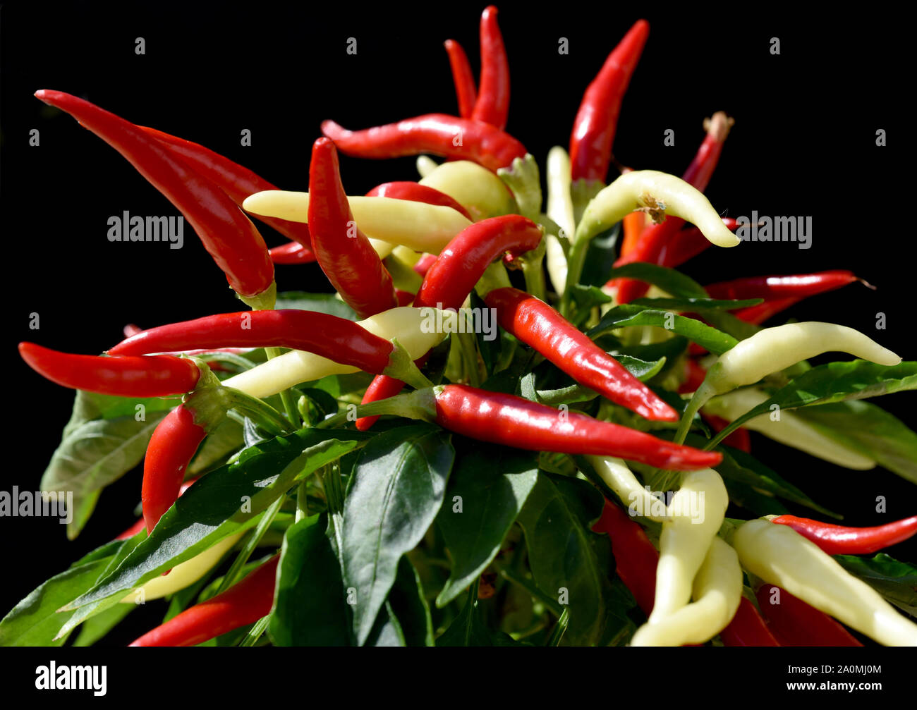 Capsicum medusa hires stock photography and images Alamy