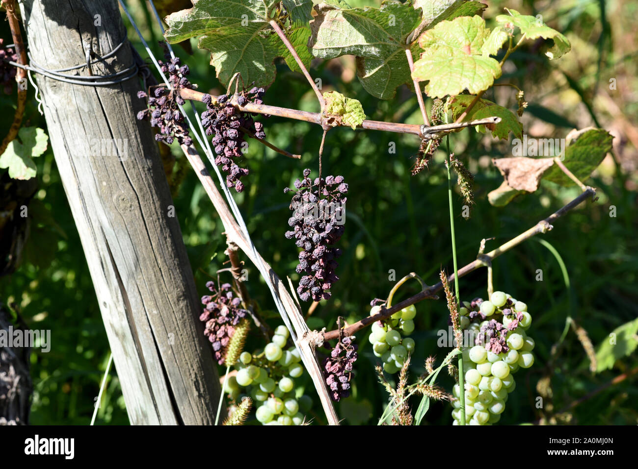 Durch grosse Hitze vetrocknete Weintrauben am Rebenstock. By high heat dried grapes on the vine stock. Stock Photo