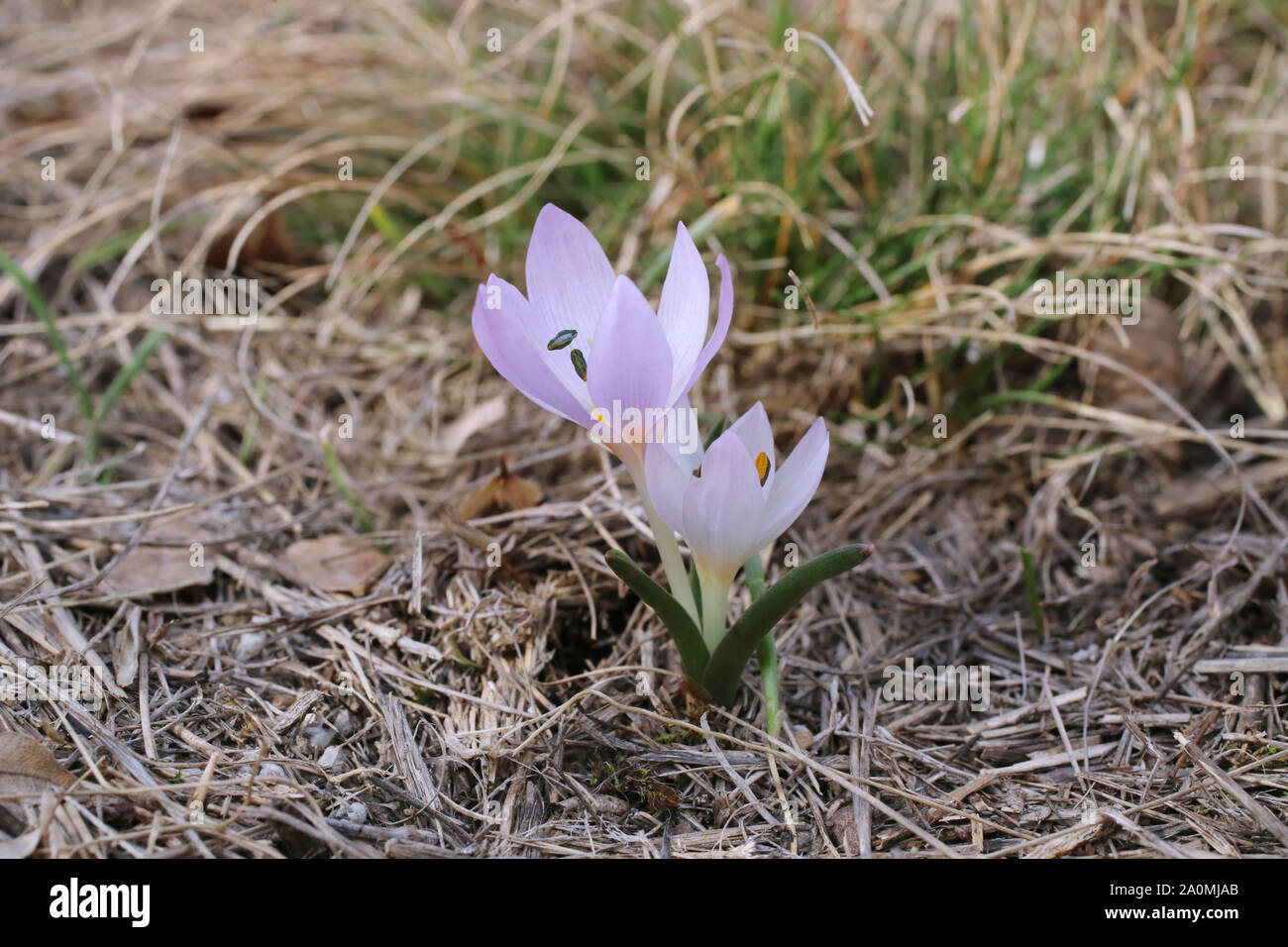 Colchicum triphyllum - wild flower Stock Photo
