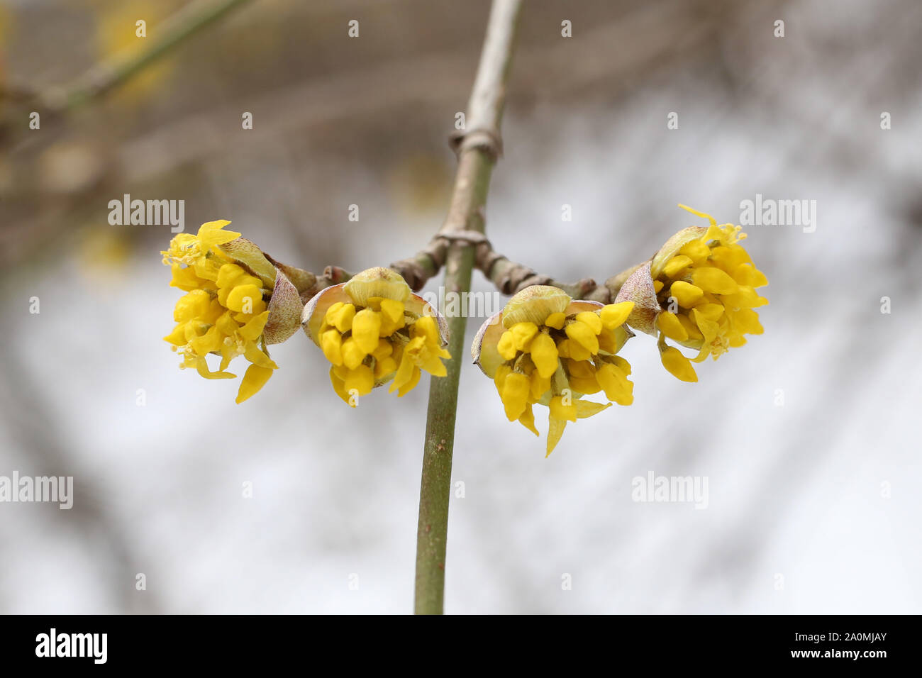 Cornus mas spring hi-res stock photography and images - Alamy