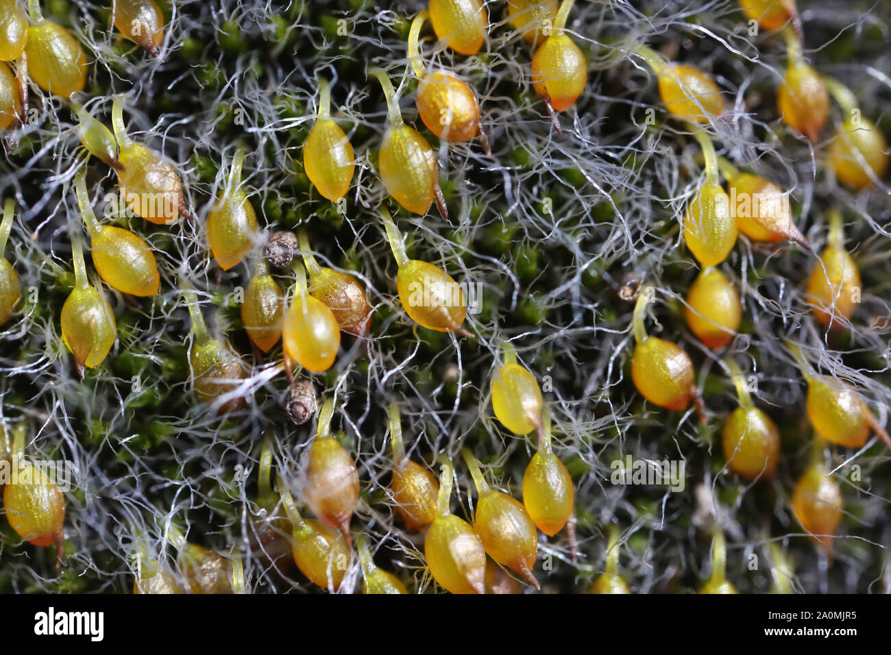 Grimmia pulvinata - wild moss Stock Photo
