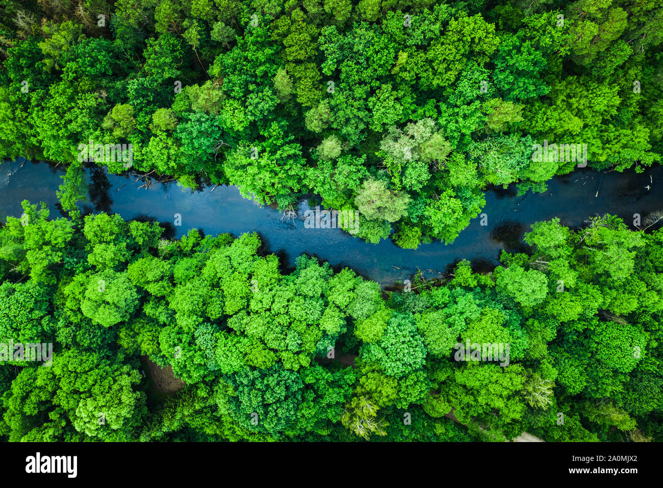 Green forest and river in Tuchola national park, aerial view Stock ...