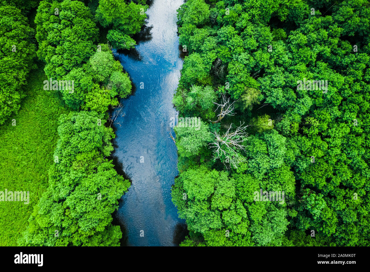 Aerial view of forest and river in Tuchola national park Stock Photo ...