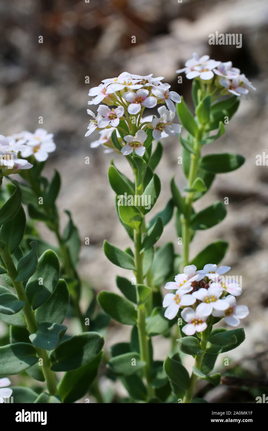 Aethionema saxatile - wild flower Stock Photo