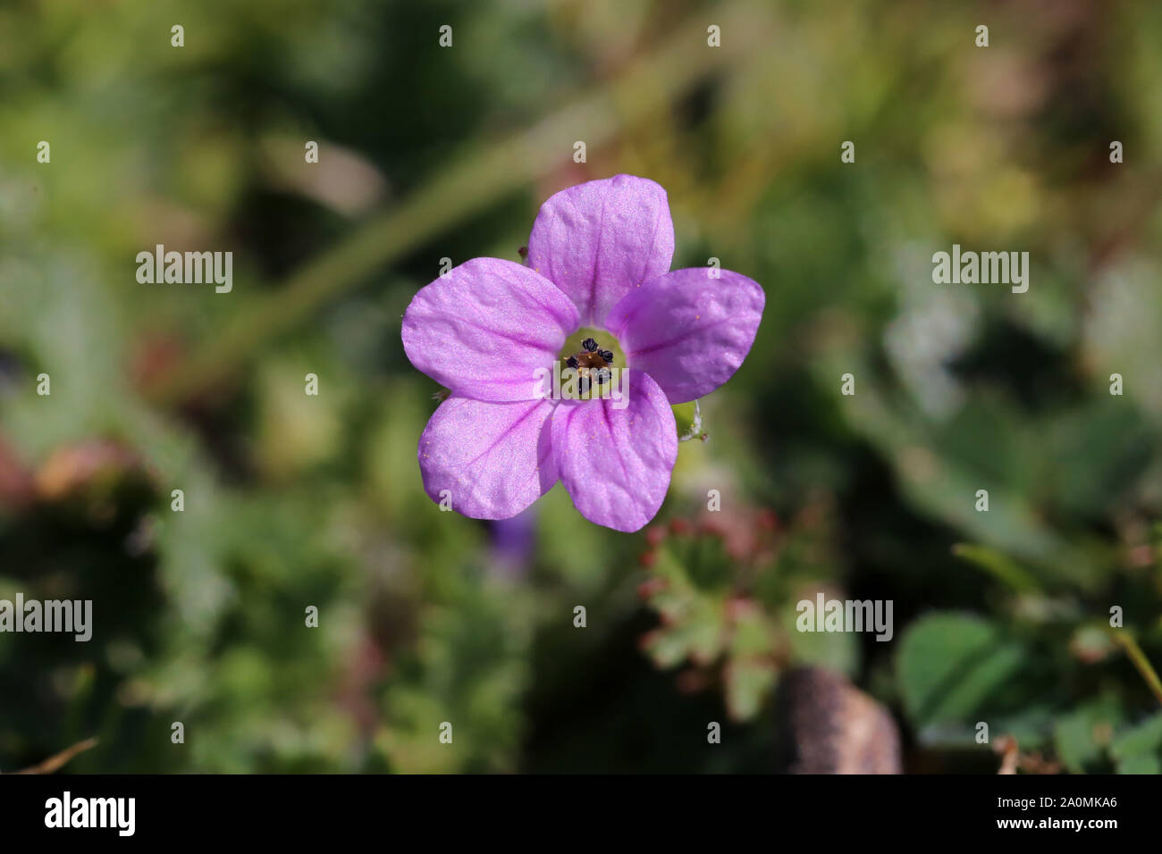 Erodium botrys - wild flower Stock Photo