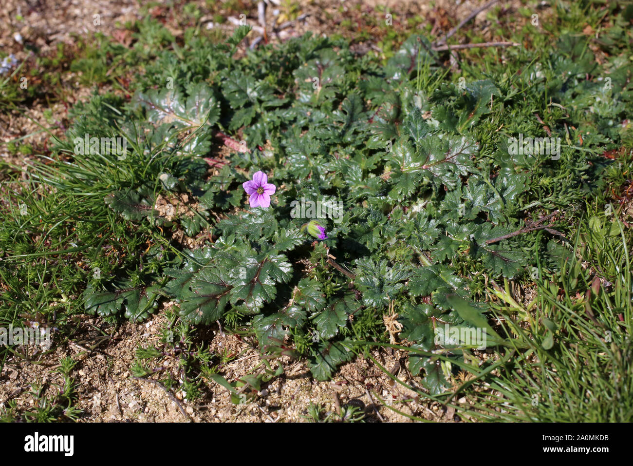 Erodium botrys - wild flower Stock Photo