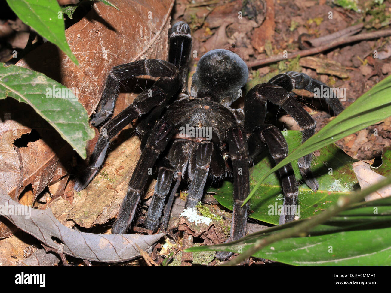 Chicken Tarantula Approaching. Tambopata, Amazon Rainforest, Peru Stock