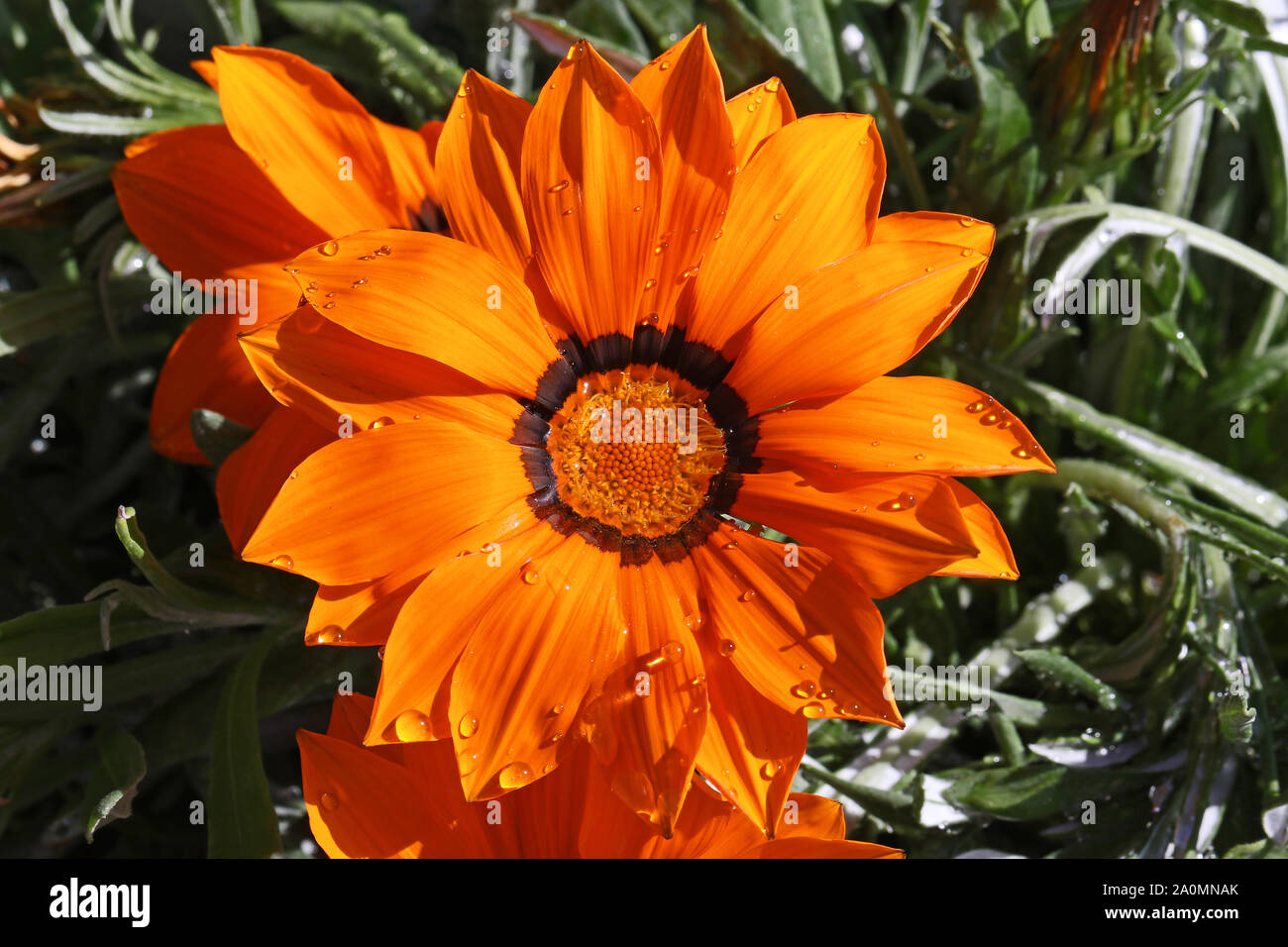 bright orange gazania rigens or splendens variegata compositae asteraceae also known as treasure flower with raindrops blooming in Italy Stock Photo
