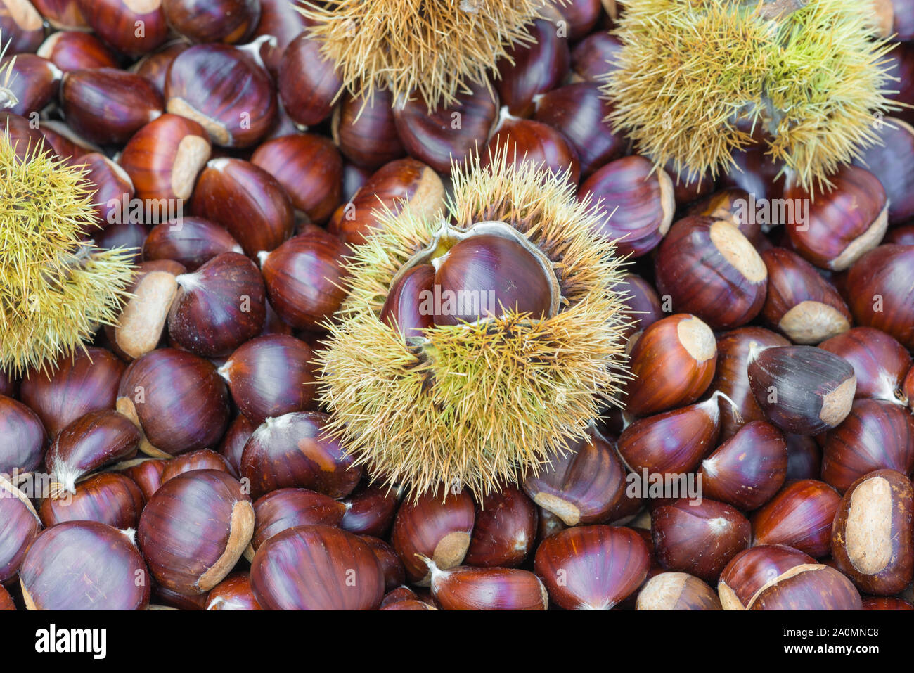 Chestnuts and chestnut burs. European species, sweet chestnut (Castanea sativa) Stock Photo