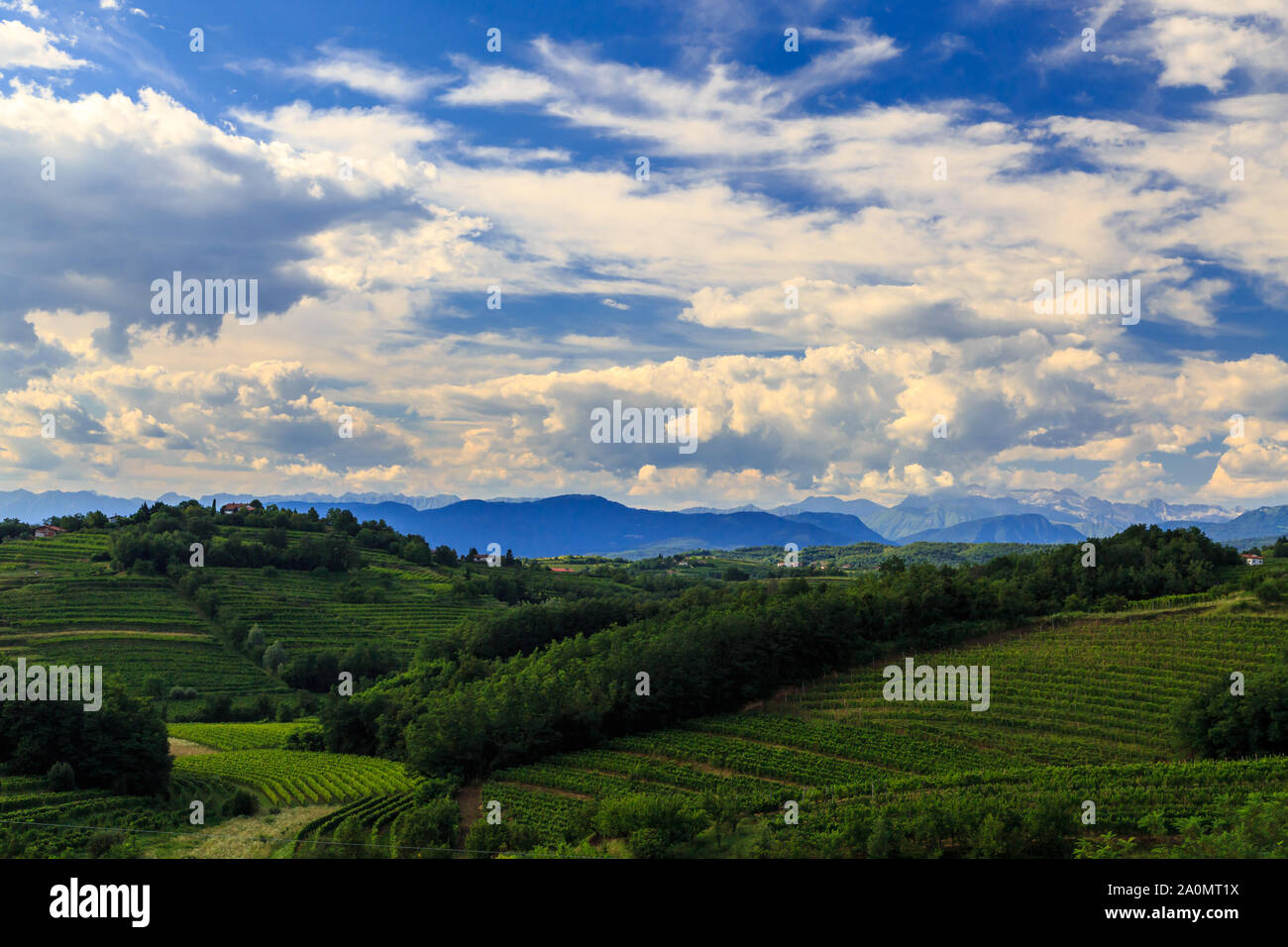 Italy slovenia border vineyard hi-res stock photography and images - Alamy