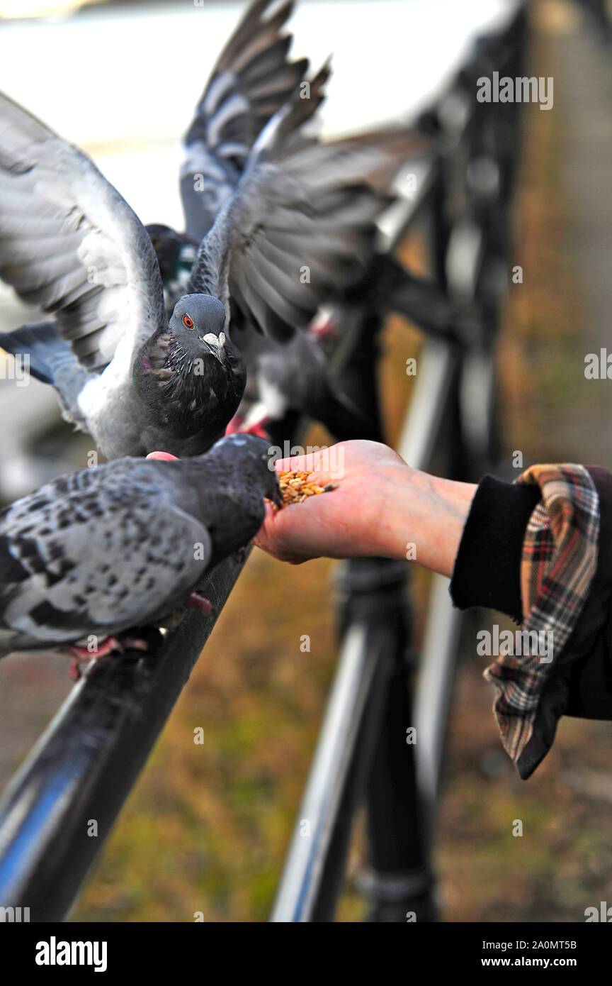 Pigeons feeding from out of womans hand Stock Photo