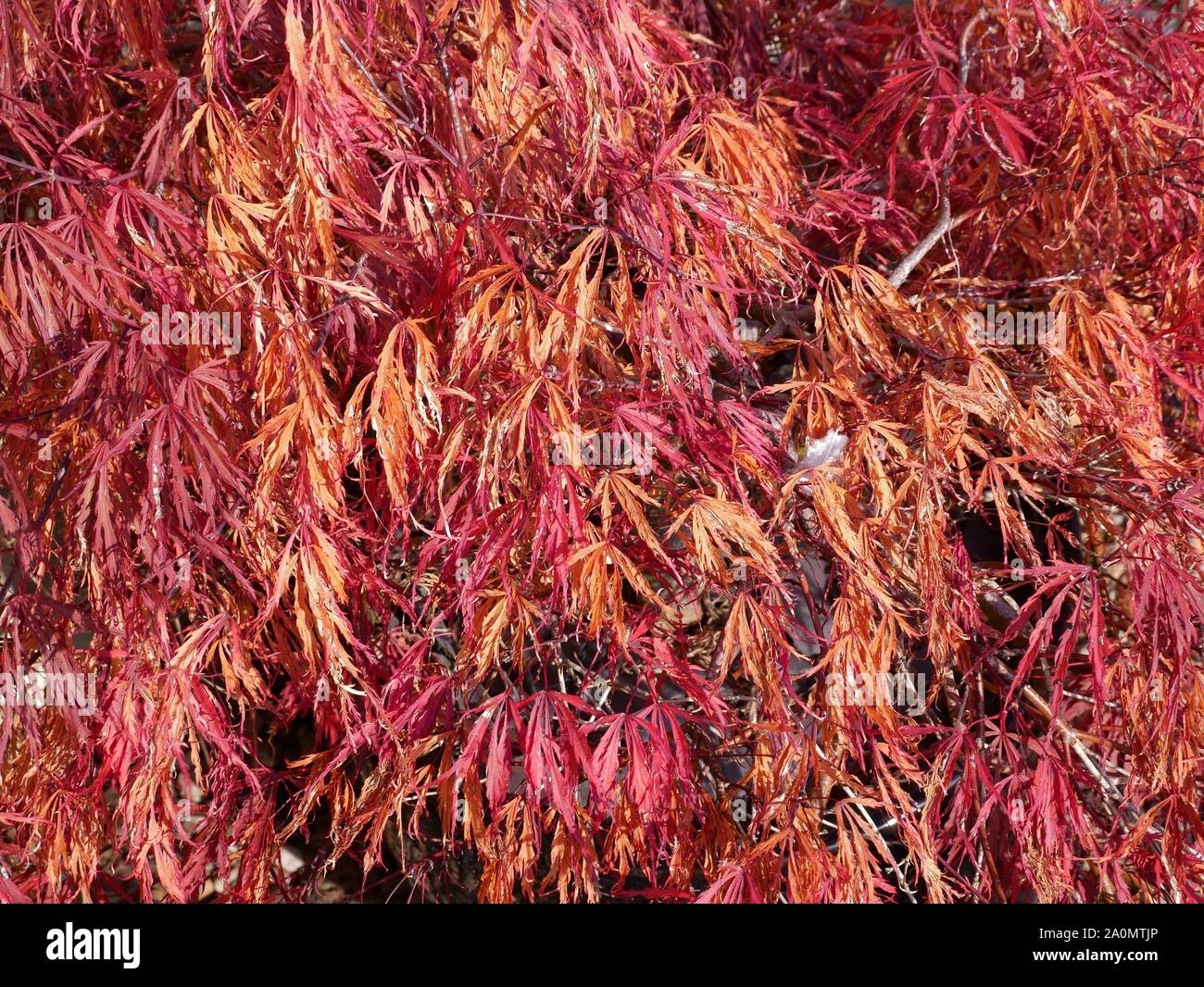 Acer Palmatum Garney Japanese Maple in its autum fall coloures before it looses its leaves for winter in Huddersfield Yorkshire England Stock Photo