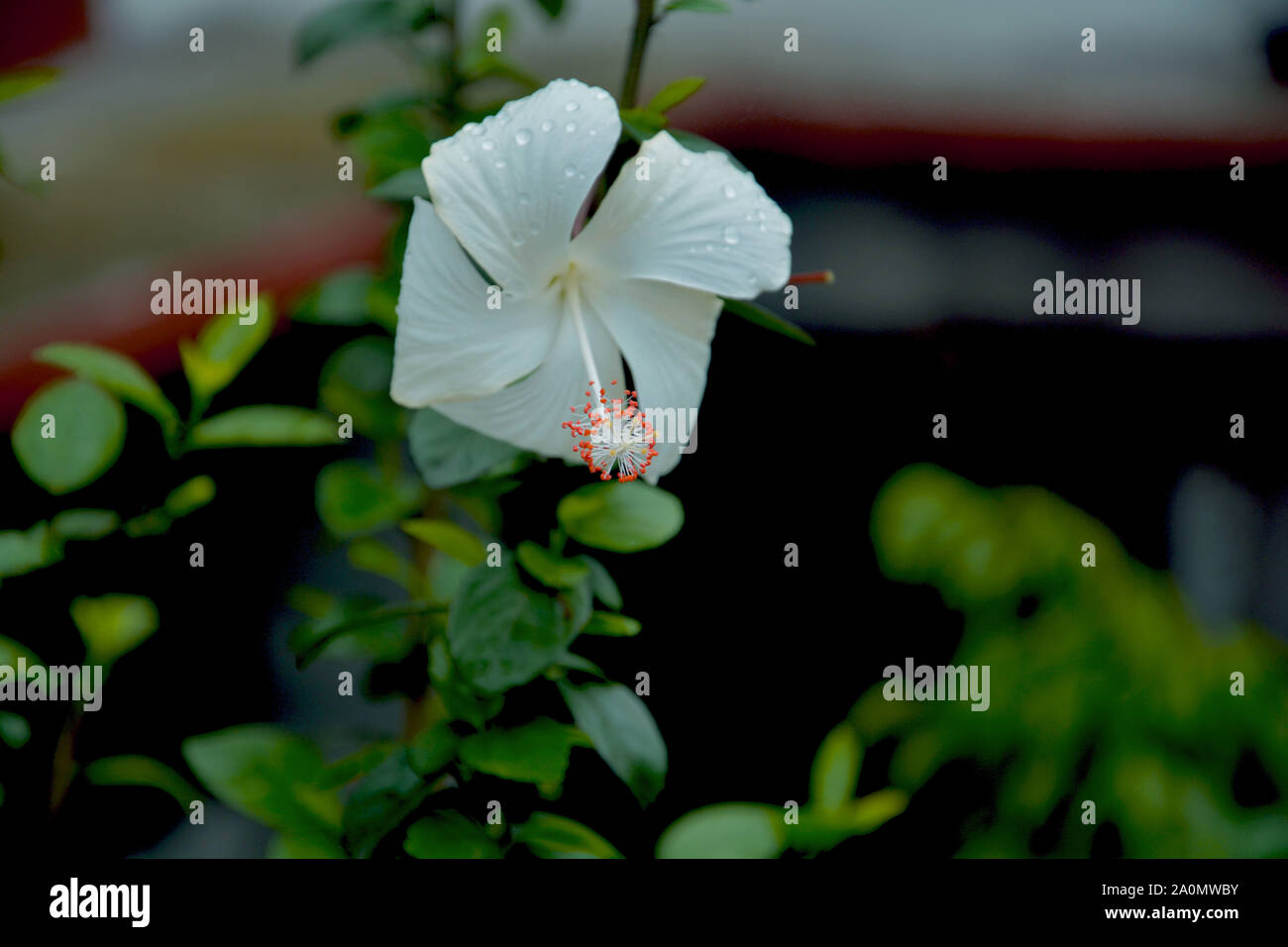 Single white China Rose ( Hibiscus Rosasinensis ) also known as Chinese hibiscus and shoeblack plant in closeup hanging down in a garden in shilling w Stock Photo