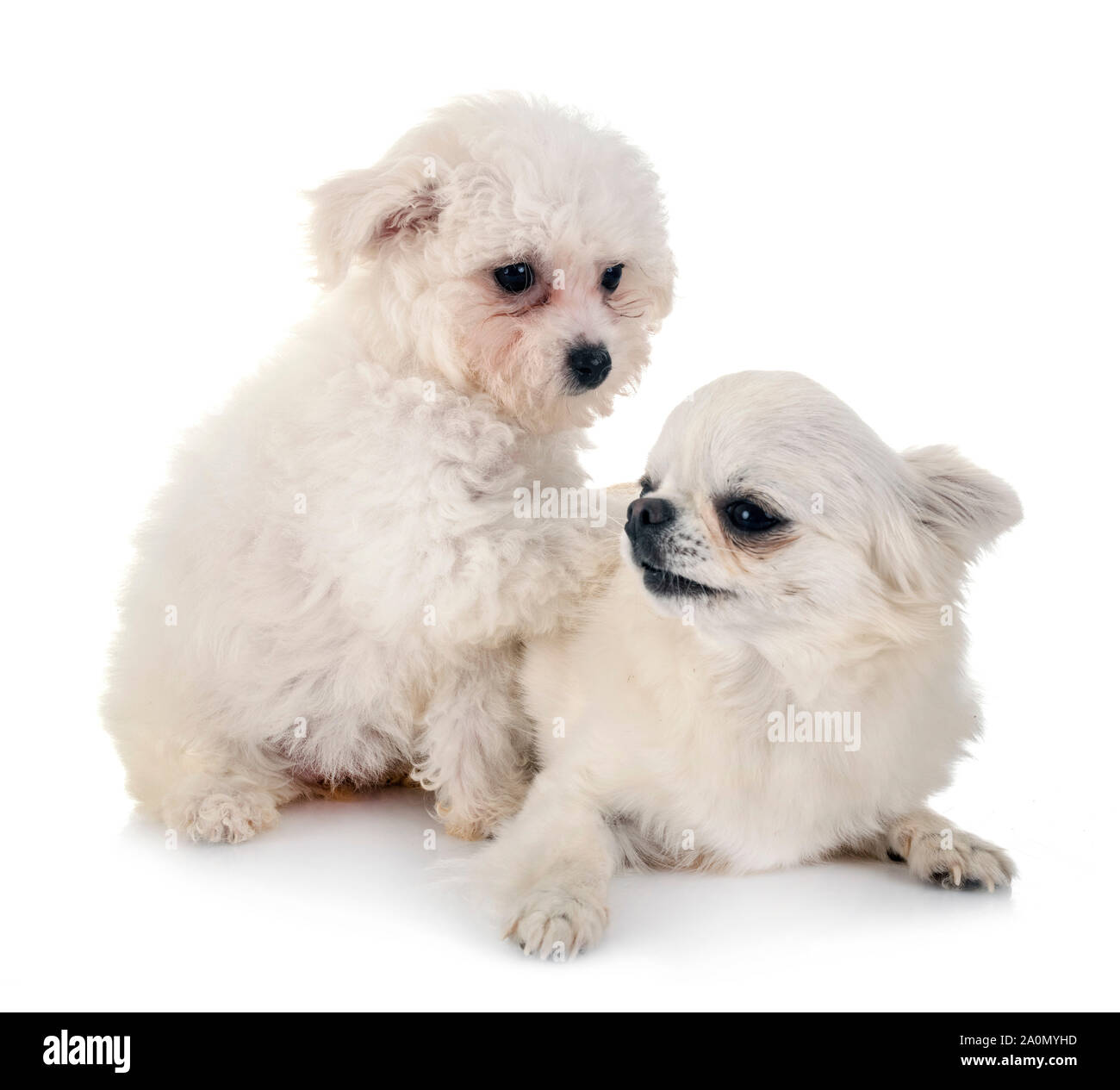 young Bichon Frise and chihuahua in front of white background