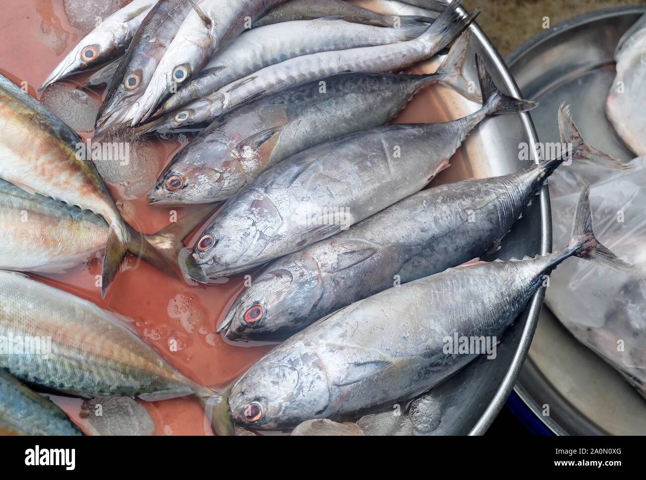 Fresh Spotted Tuna, Tonngol Tuna or Thunnus Tonggol Fish at The Seafoods Market. Stock Photo