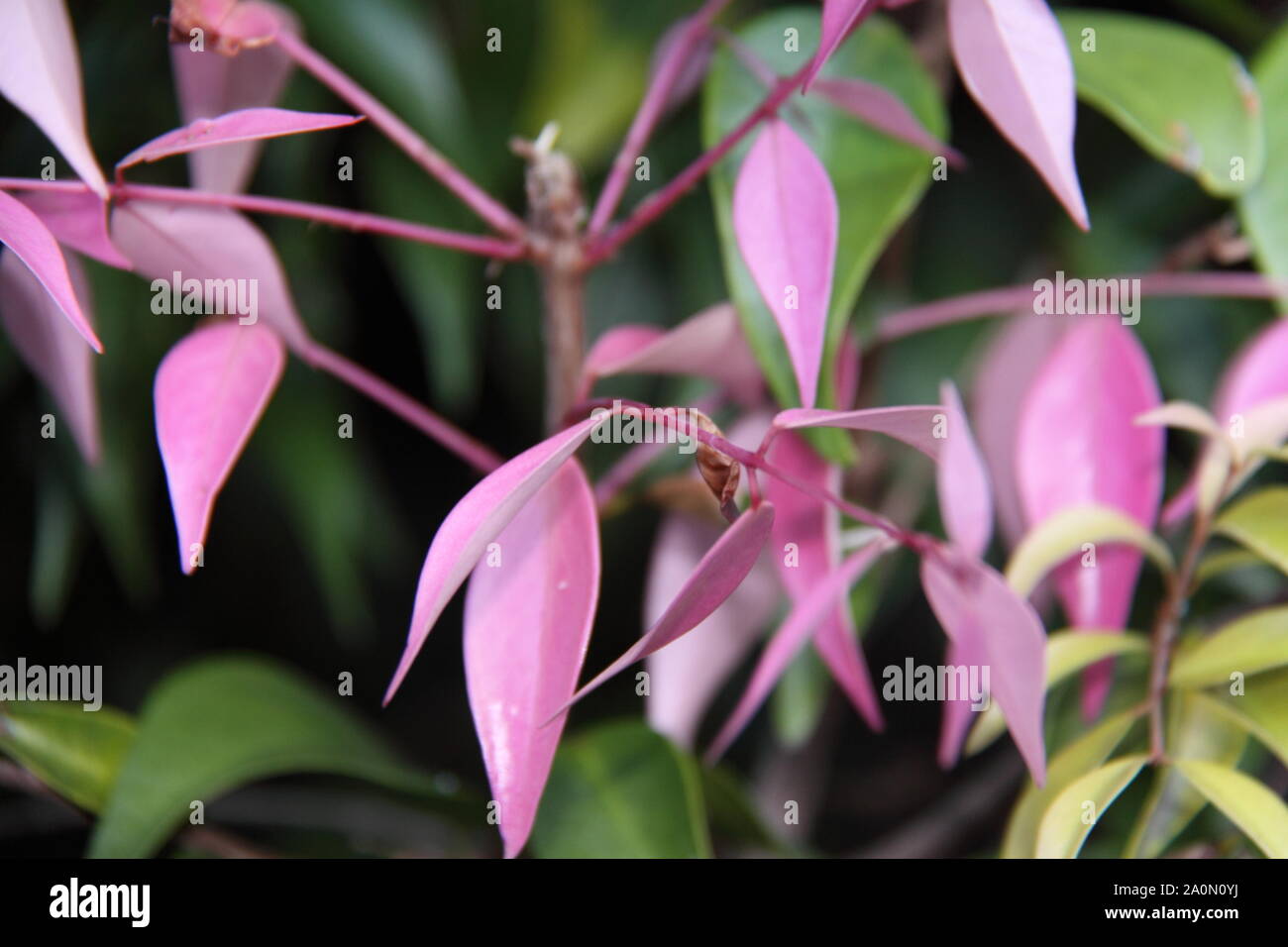 Pink New Growth of the Weeping Lilly Pilly (Syzygium Cascade) Stock Photo